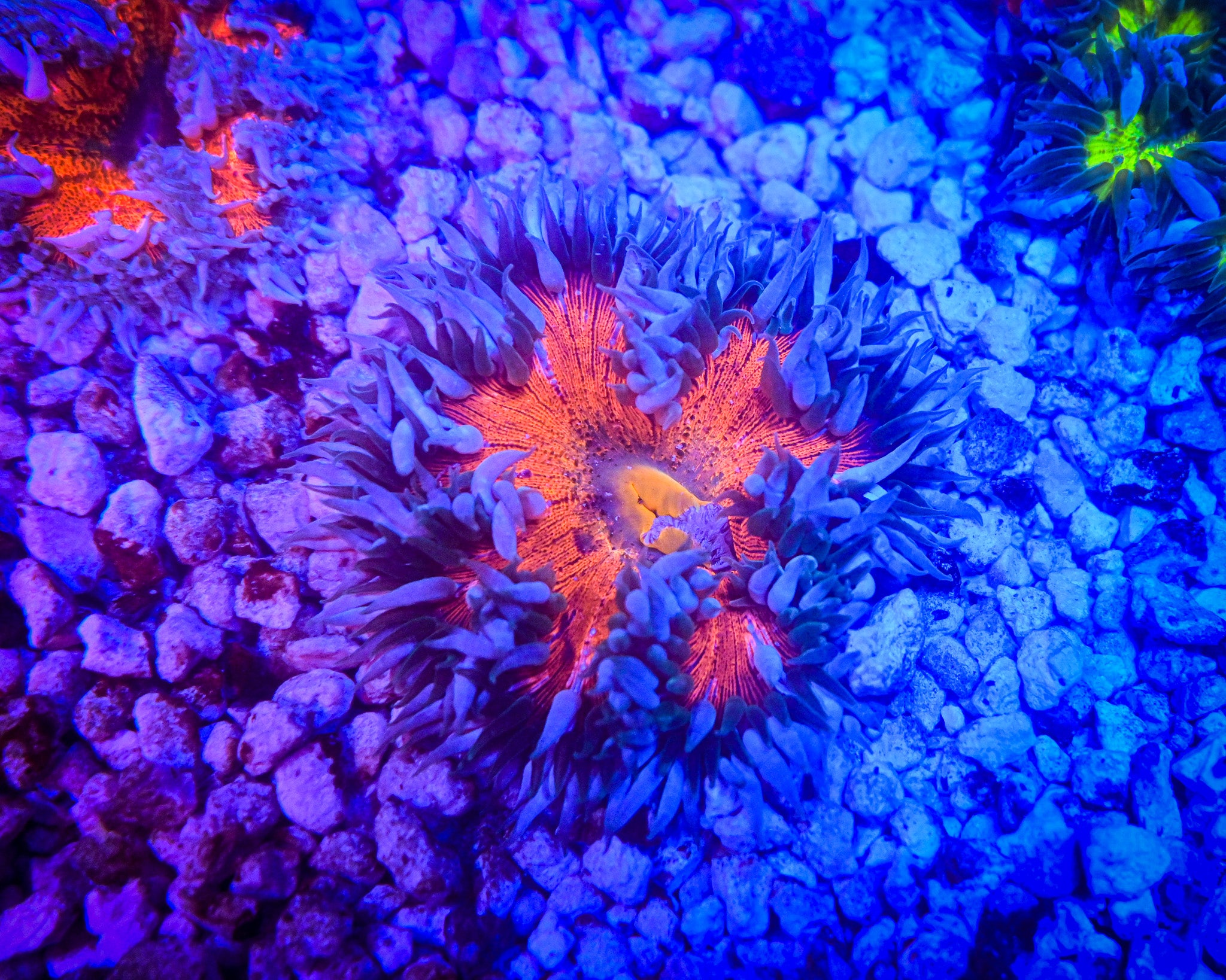 Rock Flower Anemone WYSIWYG