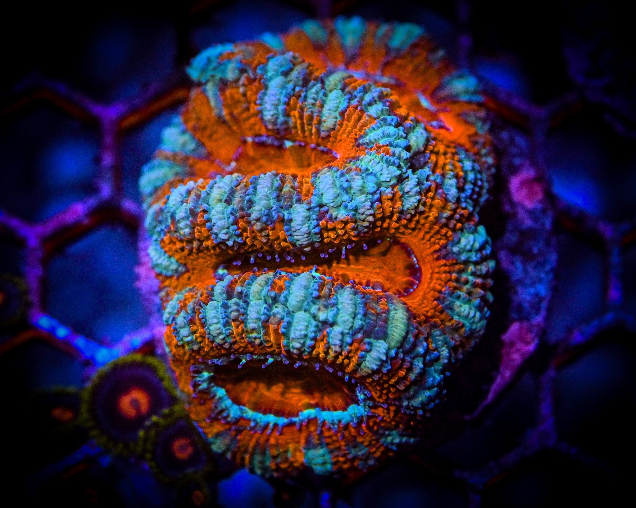 Teal/Orange Micromussa WYSIWYG