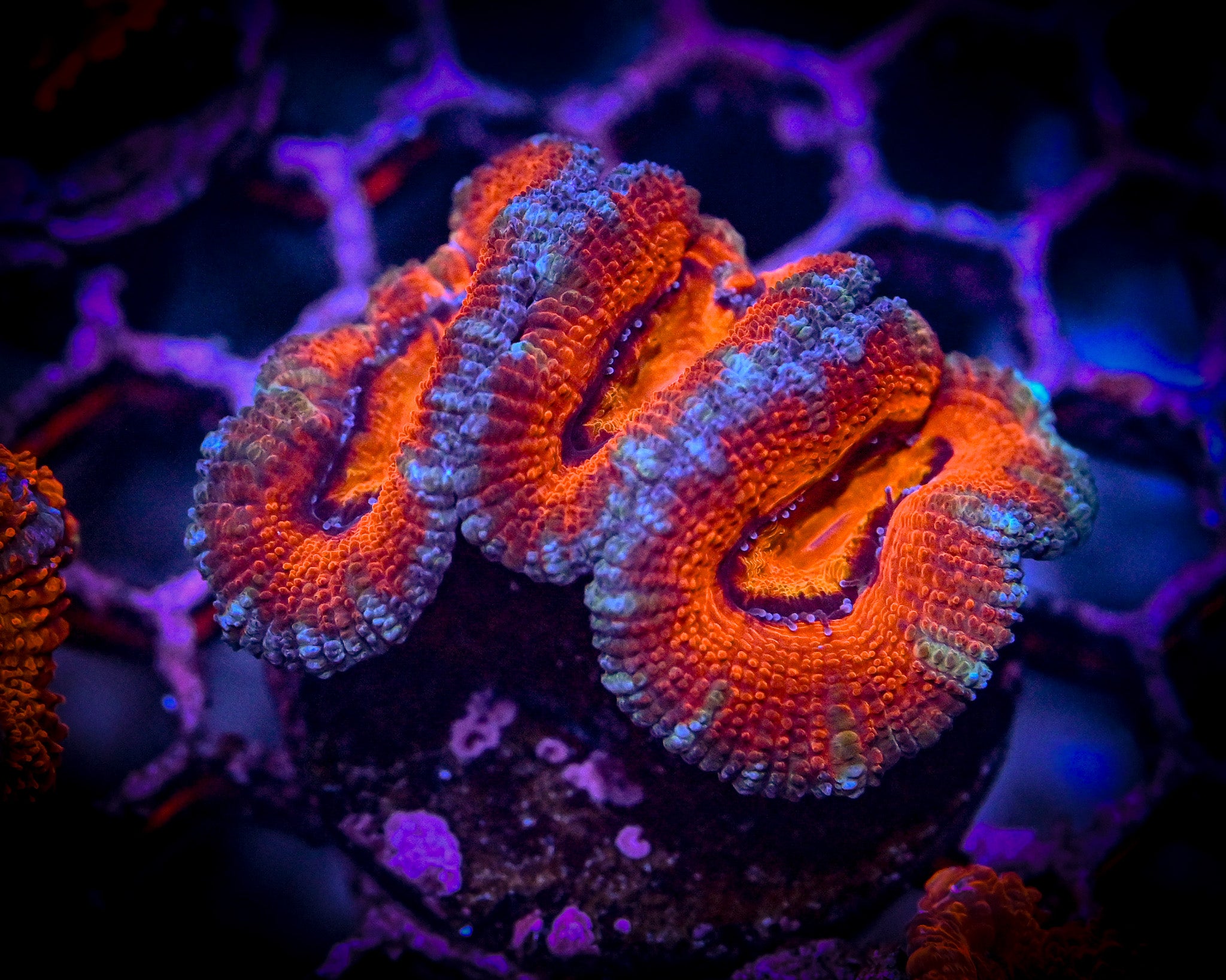 Rainbow Acan Lord Frag WYSIWYG