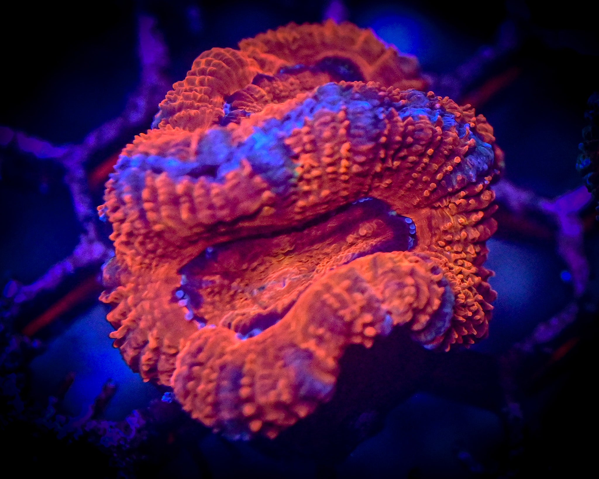 Red Acan Lord Frag WYSIWYG