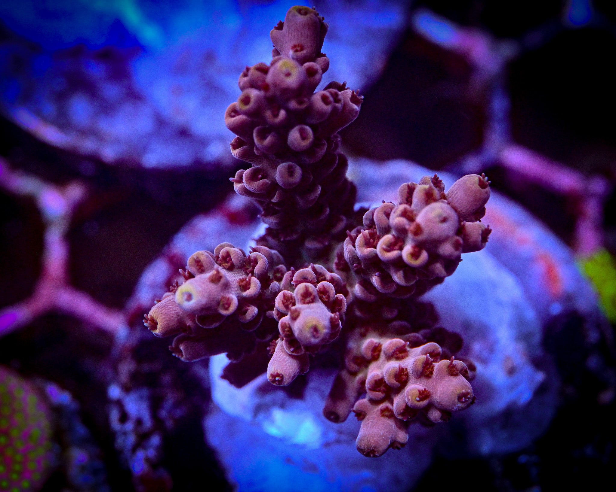 Boysenberry Acropora Large Frag WYSIWYG