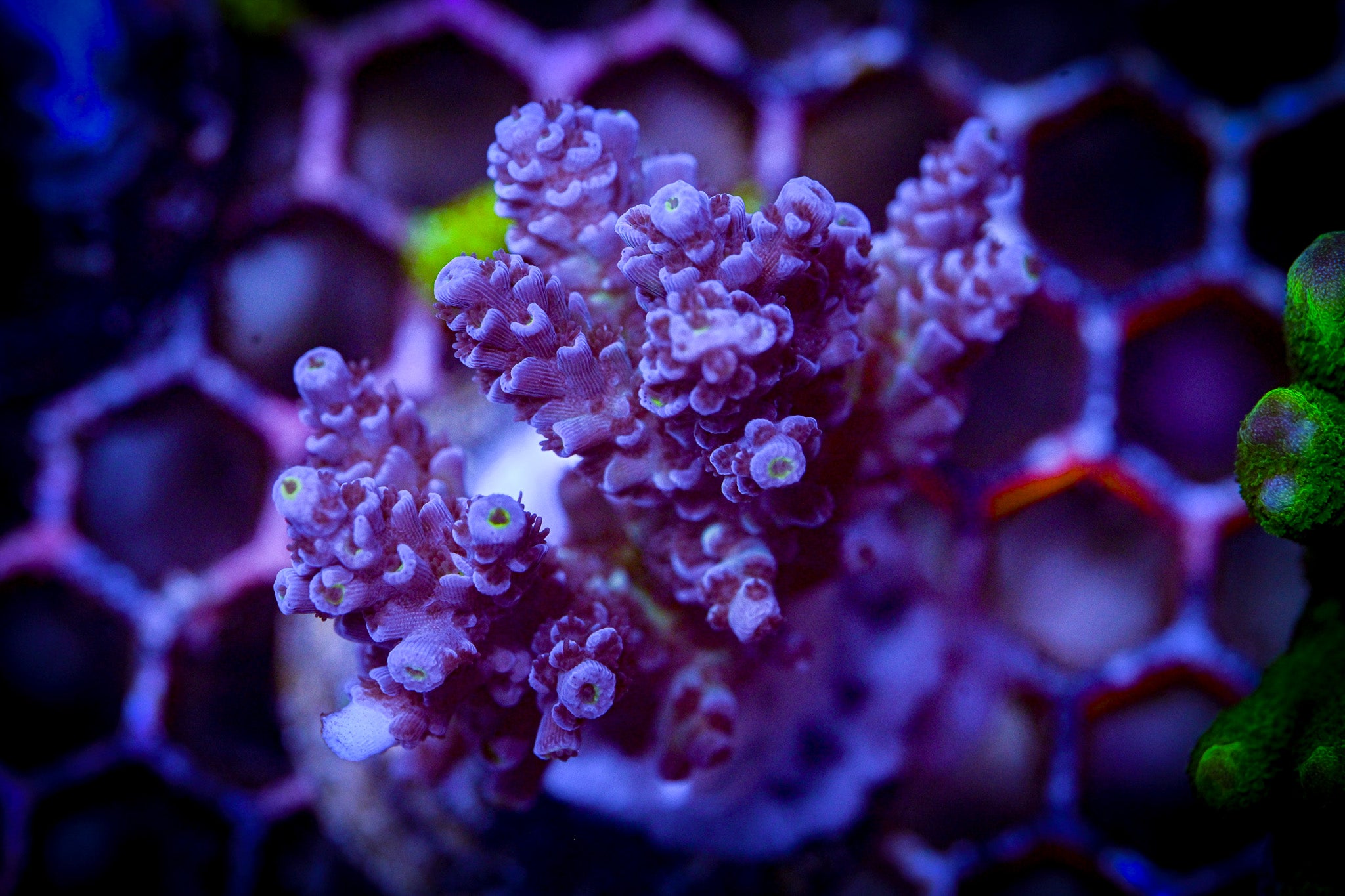 Blueberry Acropora Large Frag WYSIWYG