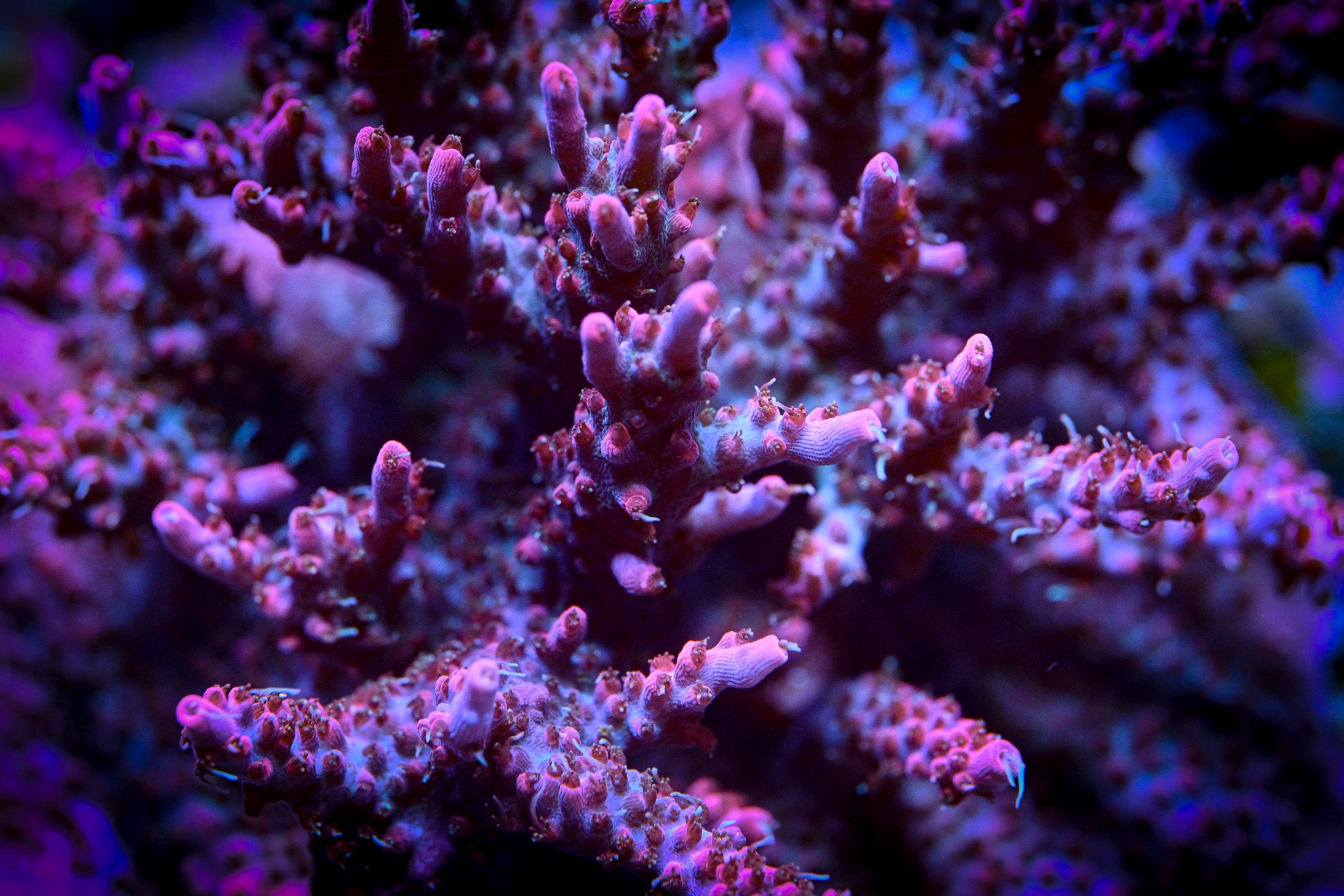 RC Pink Pistola Acropora WYSIWYG