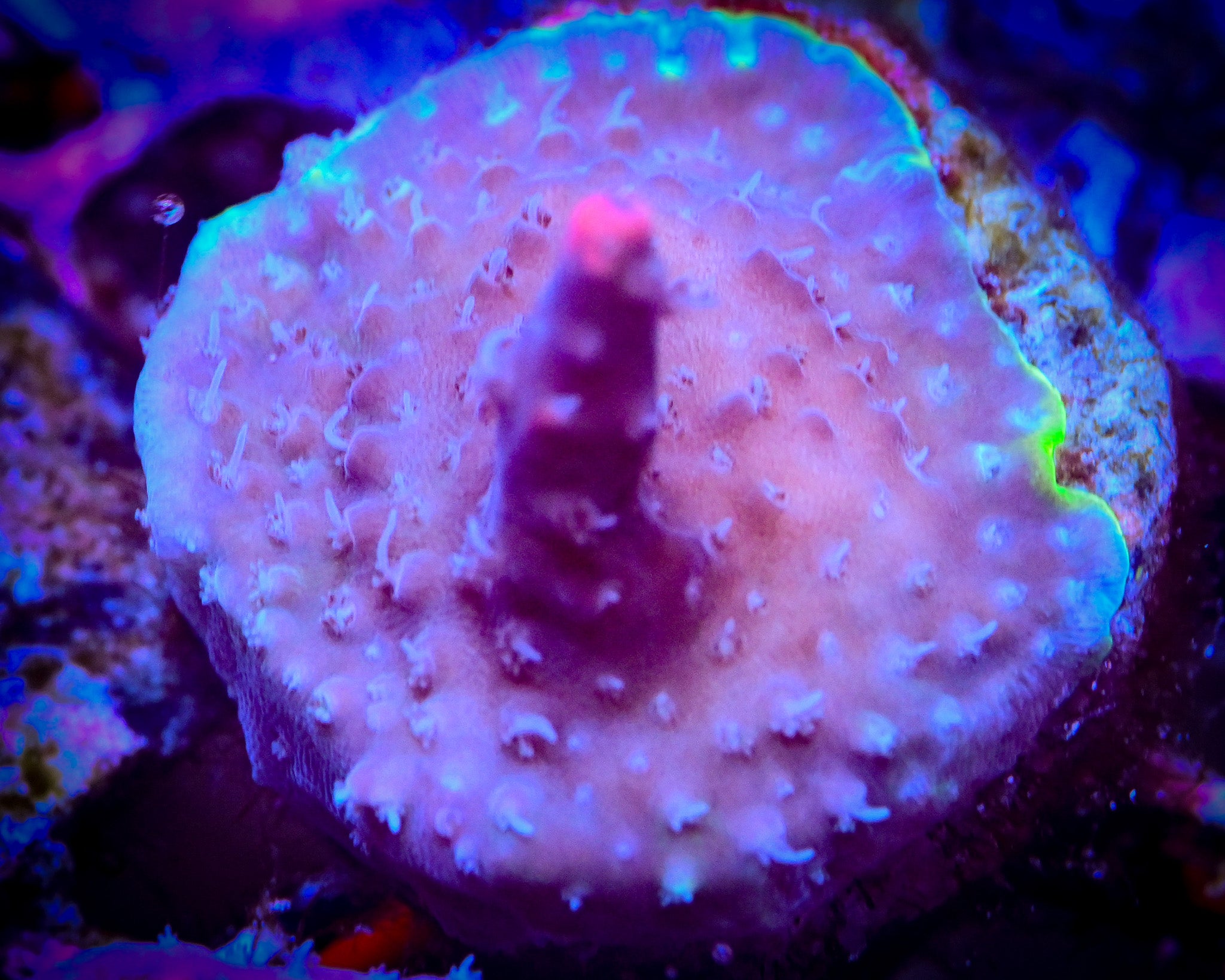 RC Pink Pistola Acropora WYSIWYG