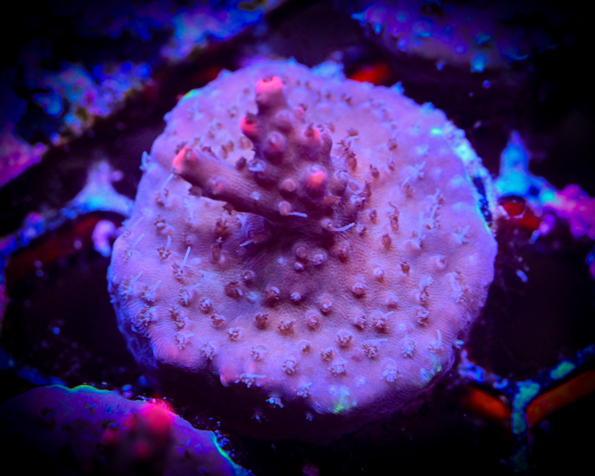 RC Pink Pistola Acropora WYSIWYG