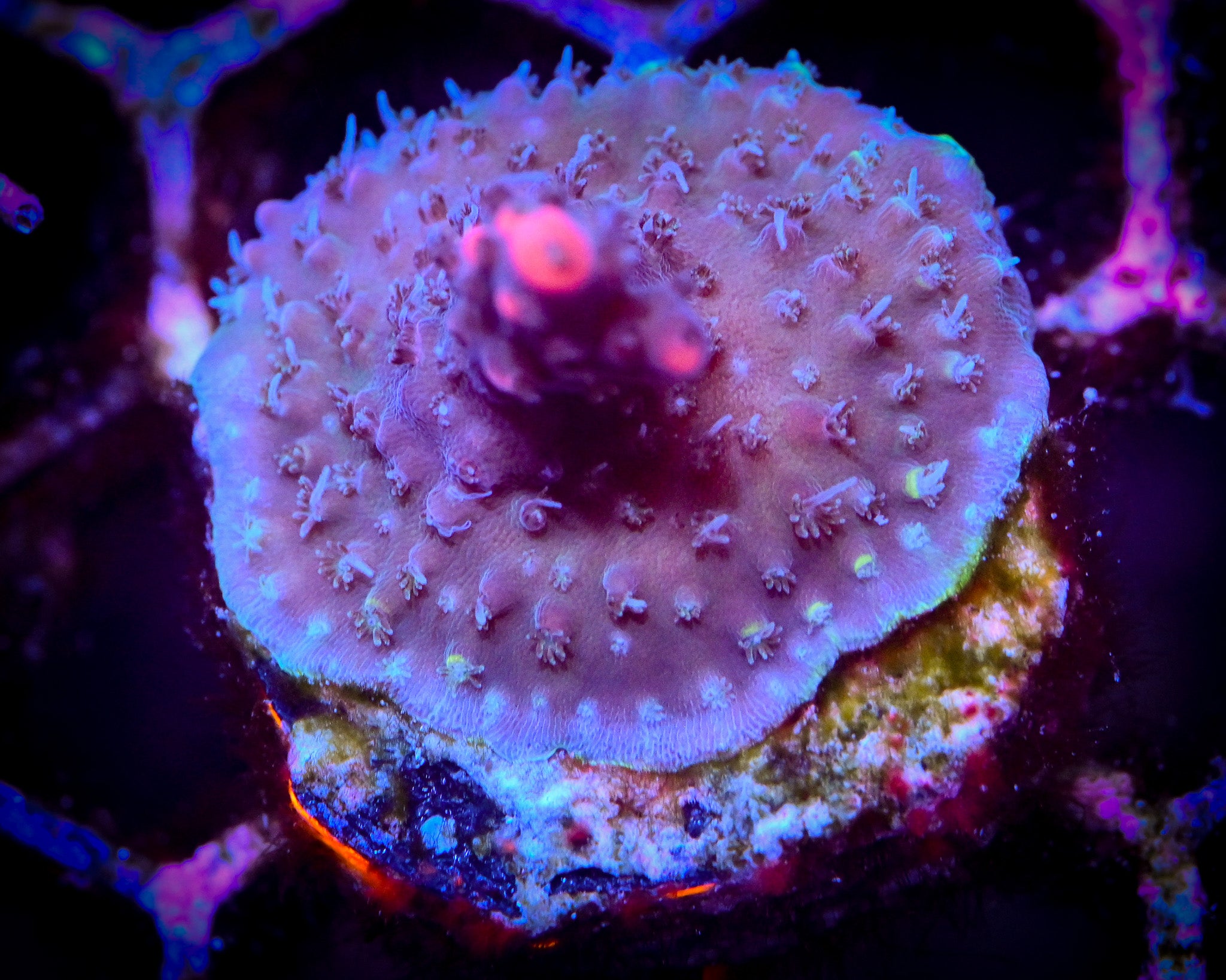 RC Pink Pistola Acropora WYSIWYG