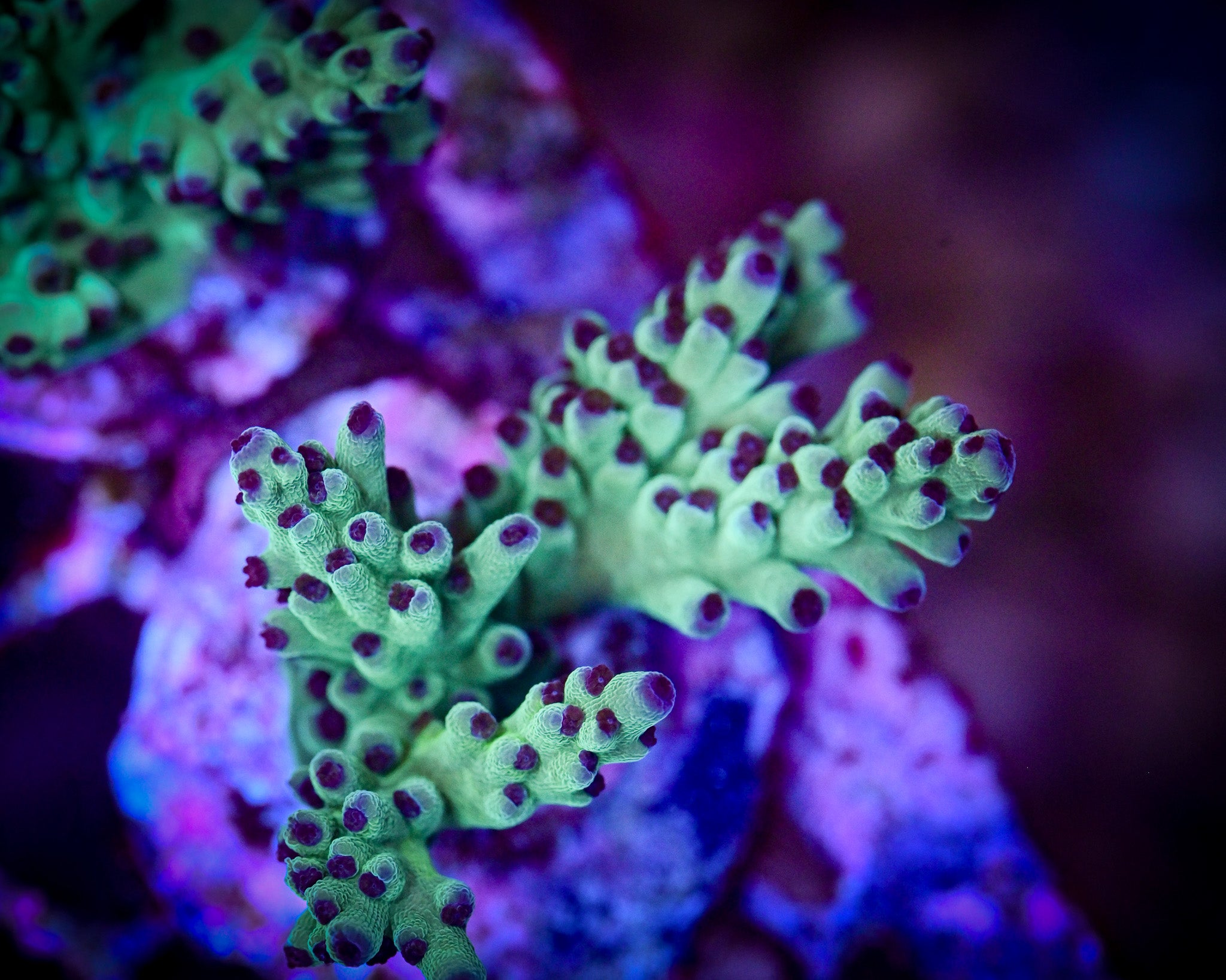 RC Blue Bonnet Acropora WYSIWYG