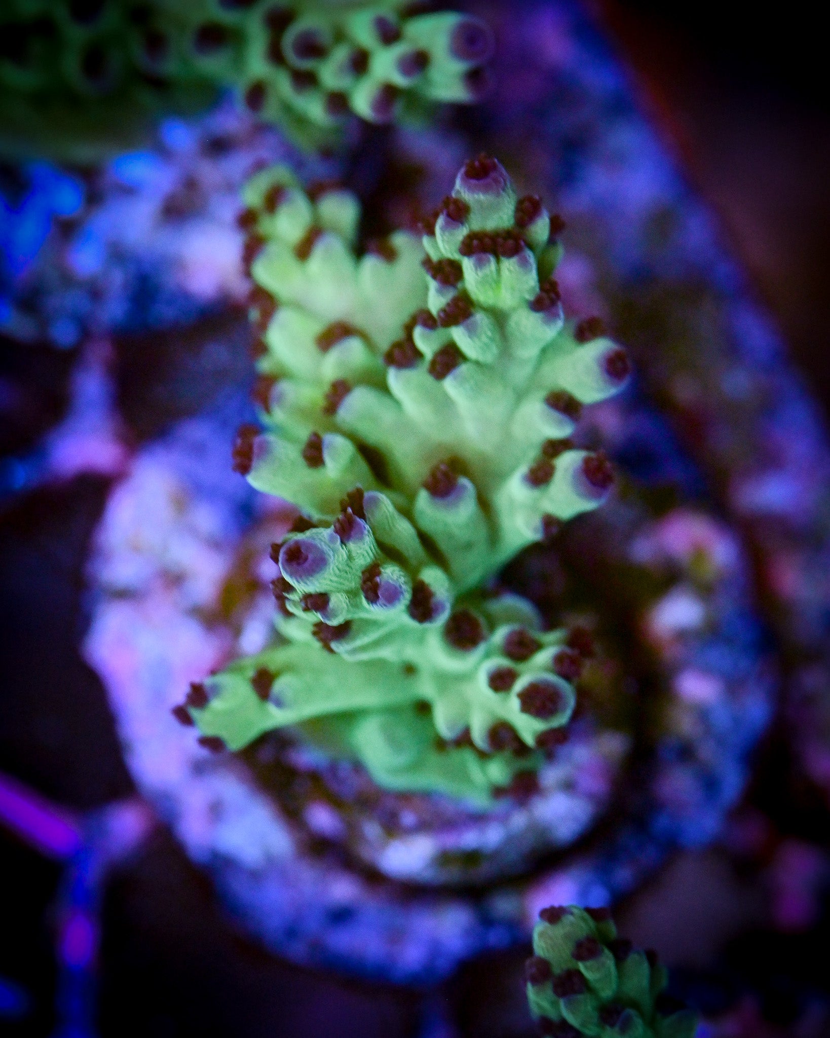 RC Blue Bonnet Acropora WYSIWYG