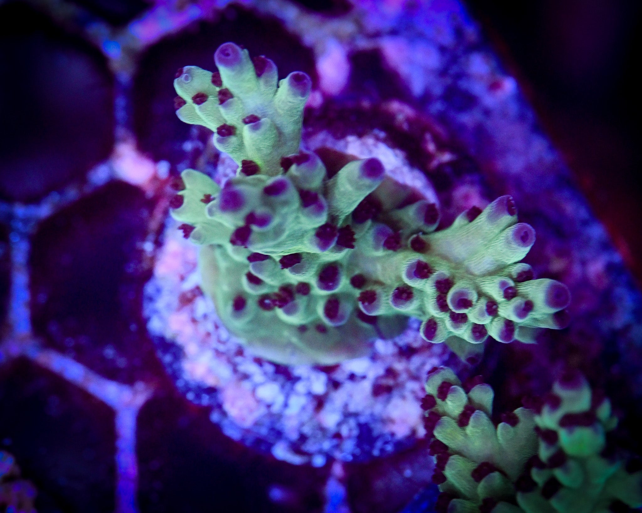 RC Blue Bonnet Acropora WYSIWYG