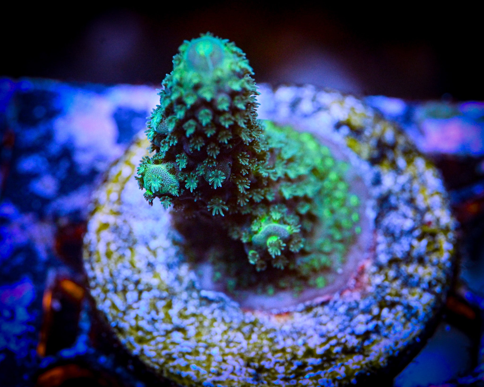 Shaggy Green Acropora WYSIWYG