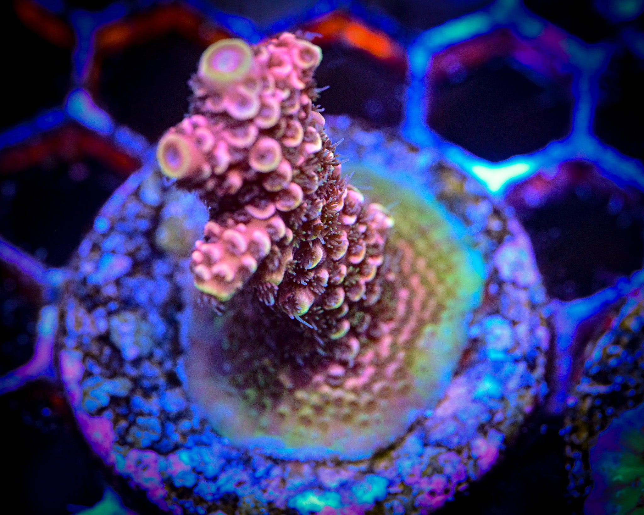 Rainbow Tenuis Acropora WYSIWYG