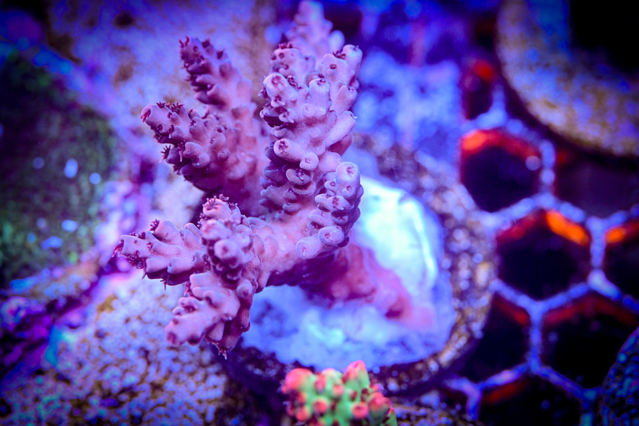 Pink Acro Large Frag WYSIWYG