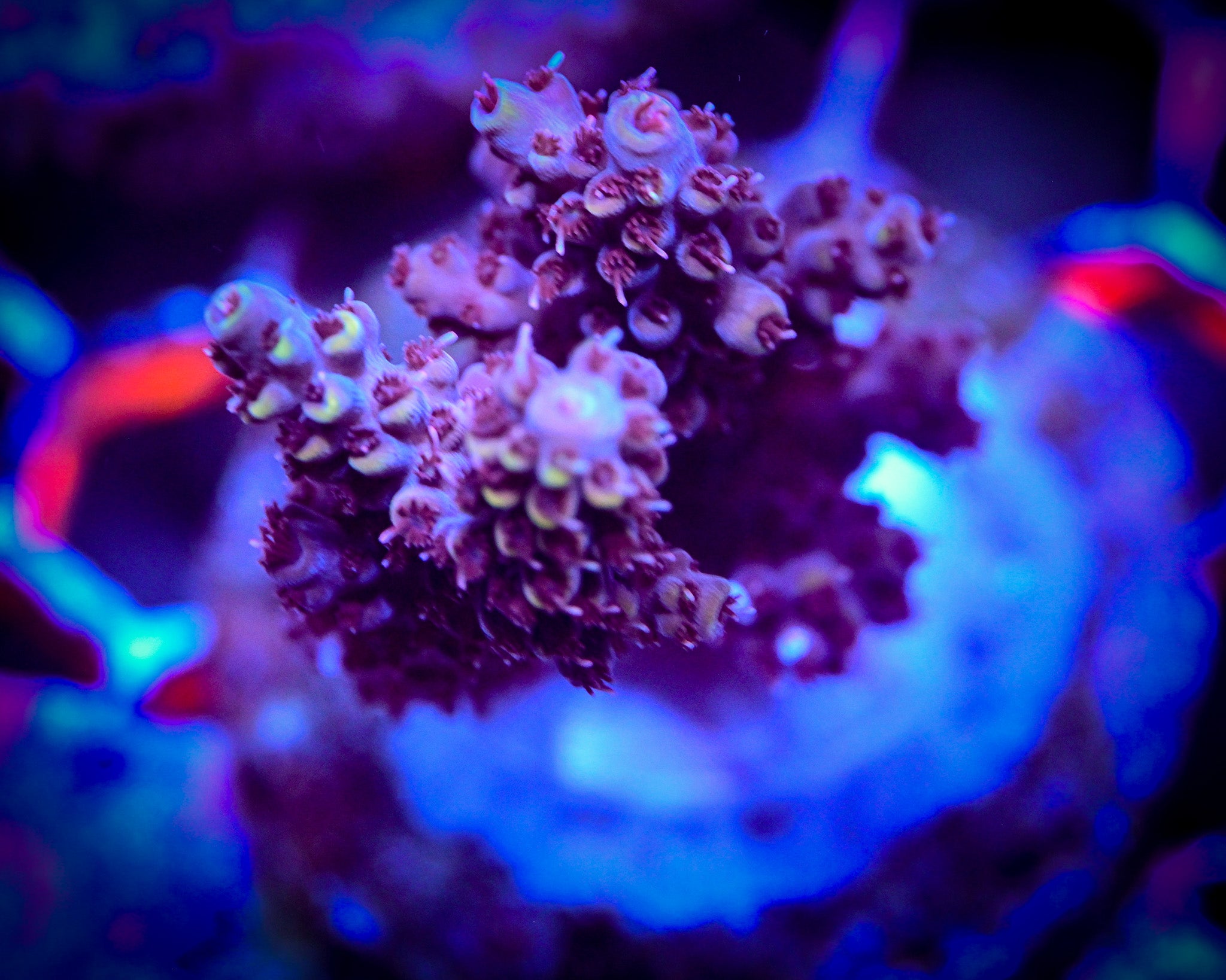 Blueberry Acropora Large Frag WYSIWYG