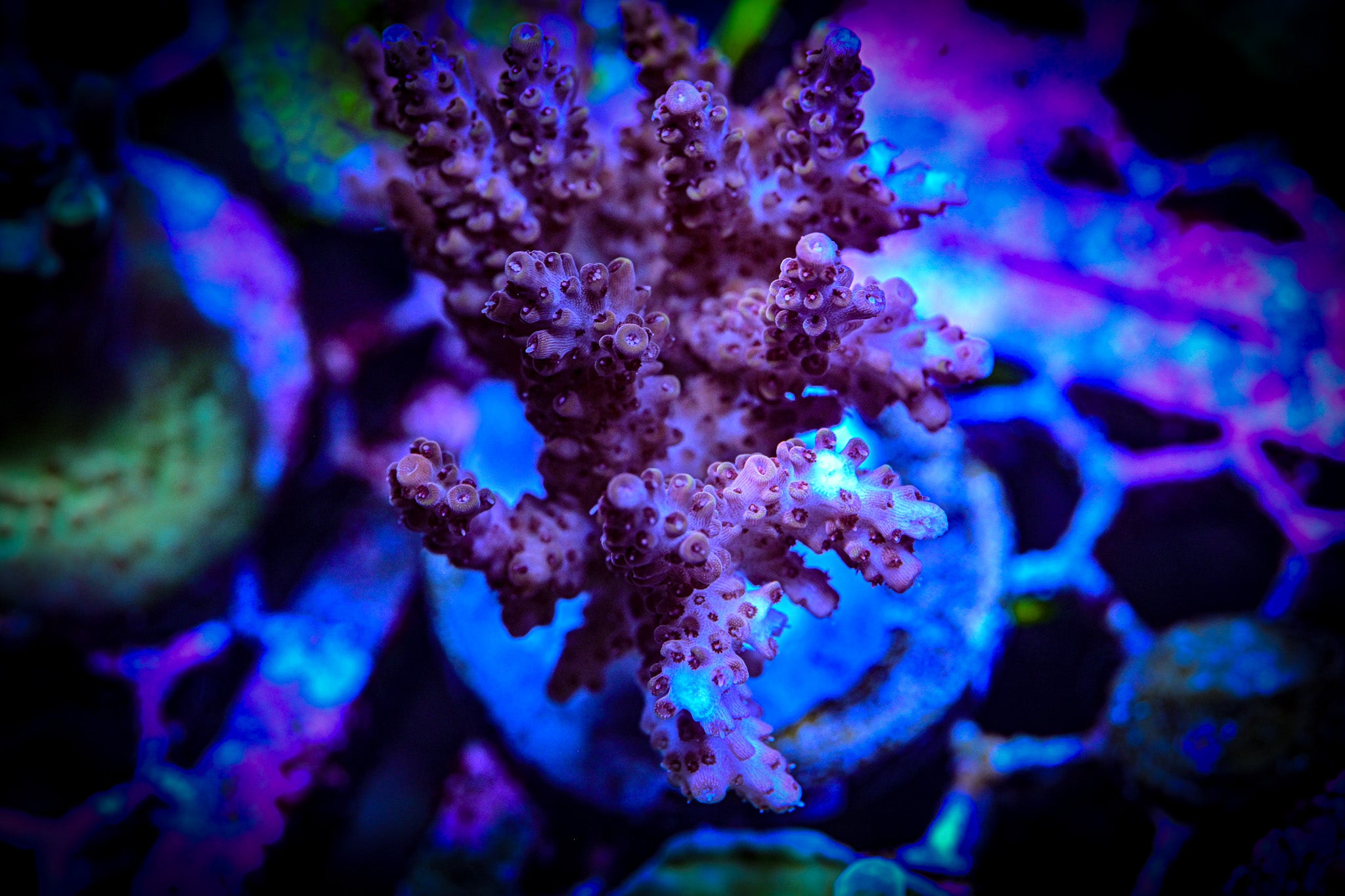 Blueberry Acropora Large Frag WYSIWYG