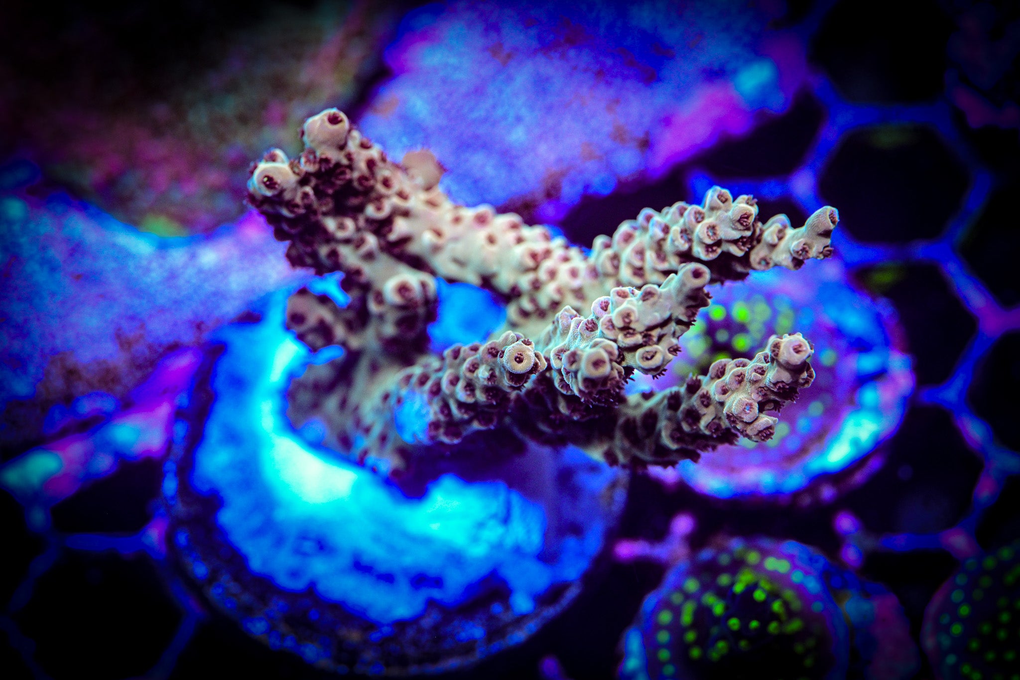 Acropora Large Frag WYSIWYG