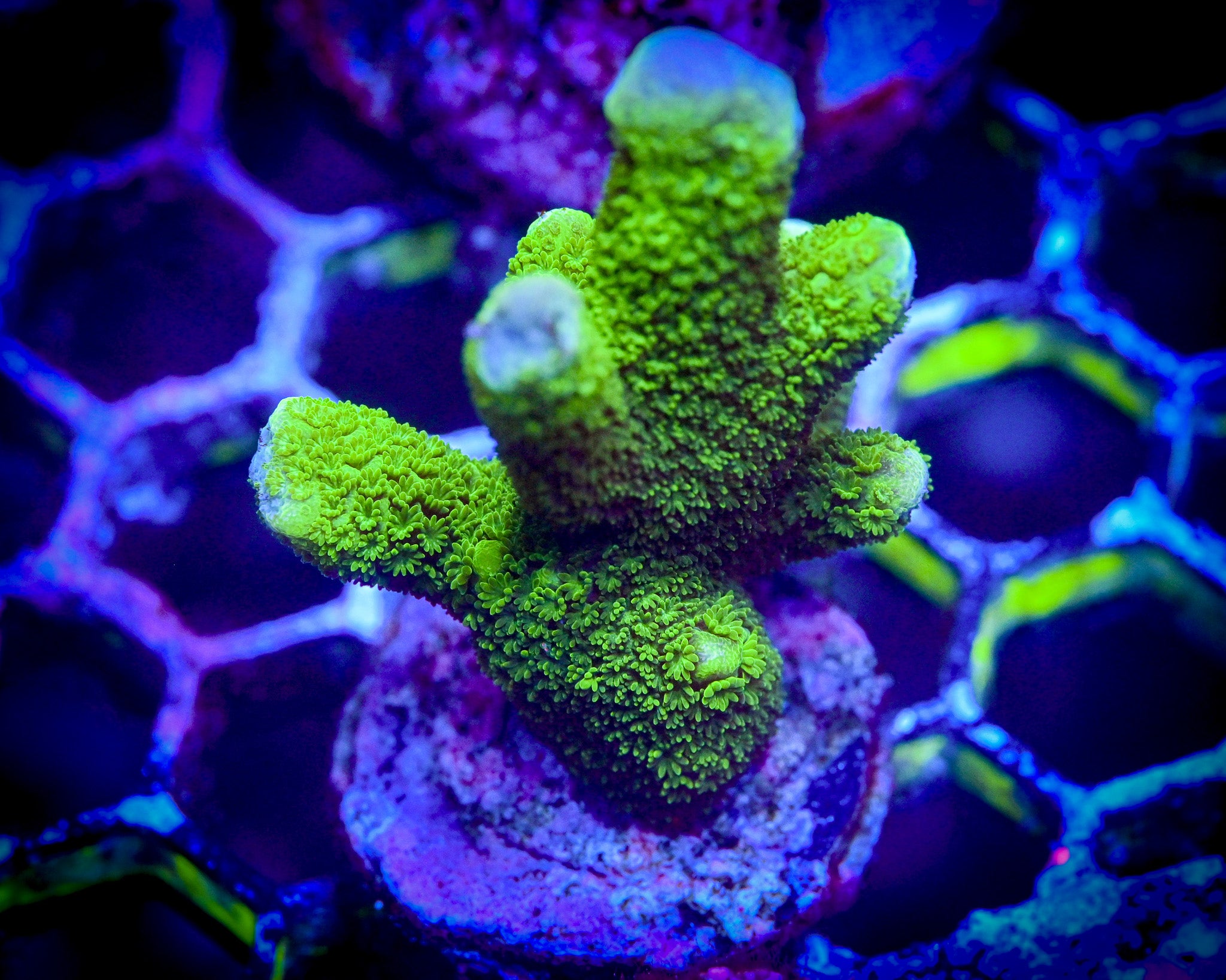 RC Green Montipora Digitata Frag