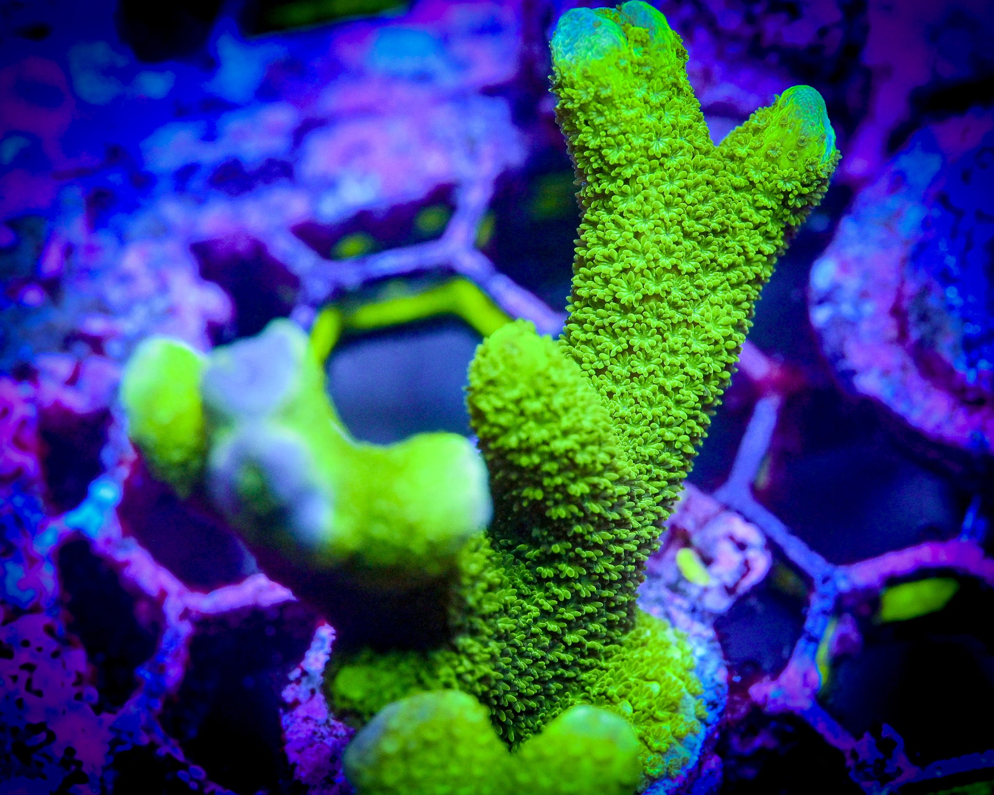 RC Green Montipora Digitata Frag