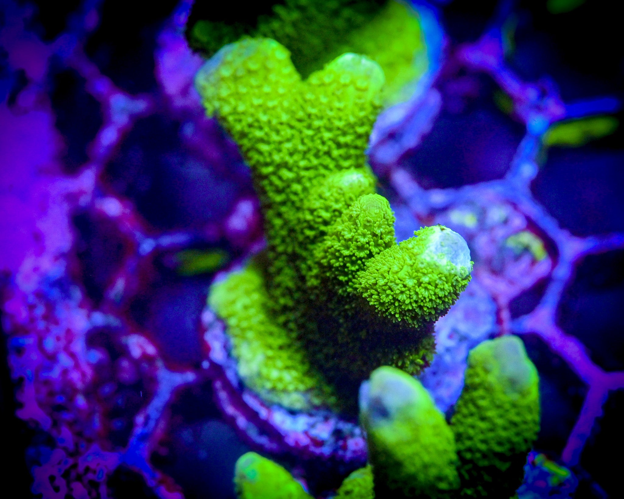 RC Green Montipora Digitata Frag