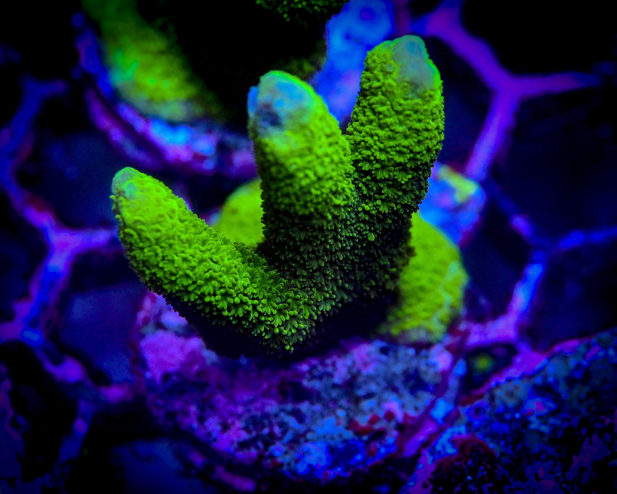 RC Green Montipora Digitata Frag