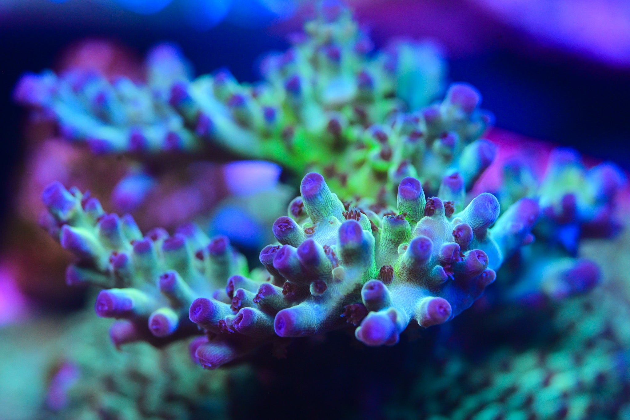 RC Blue Bonnet Acropora WYSIWYG