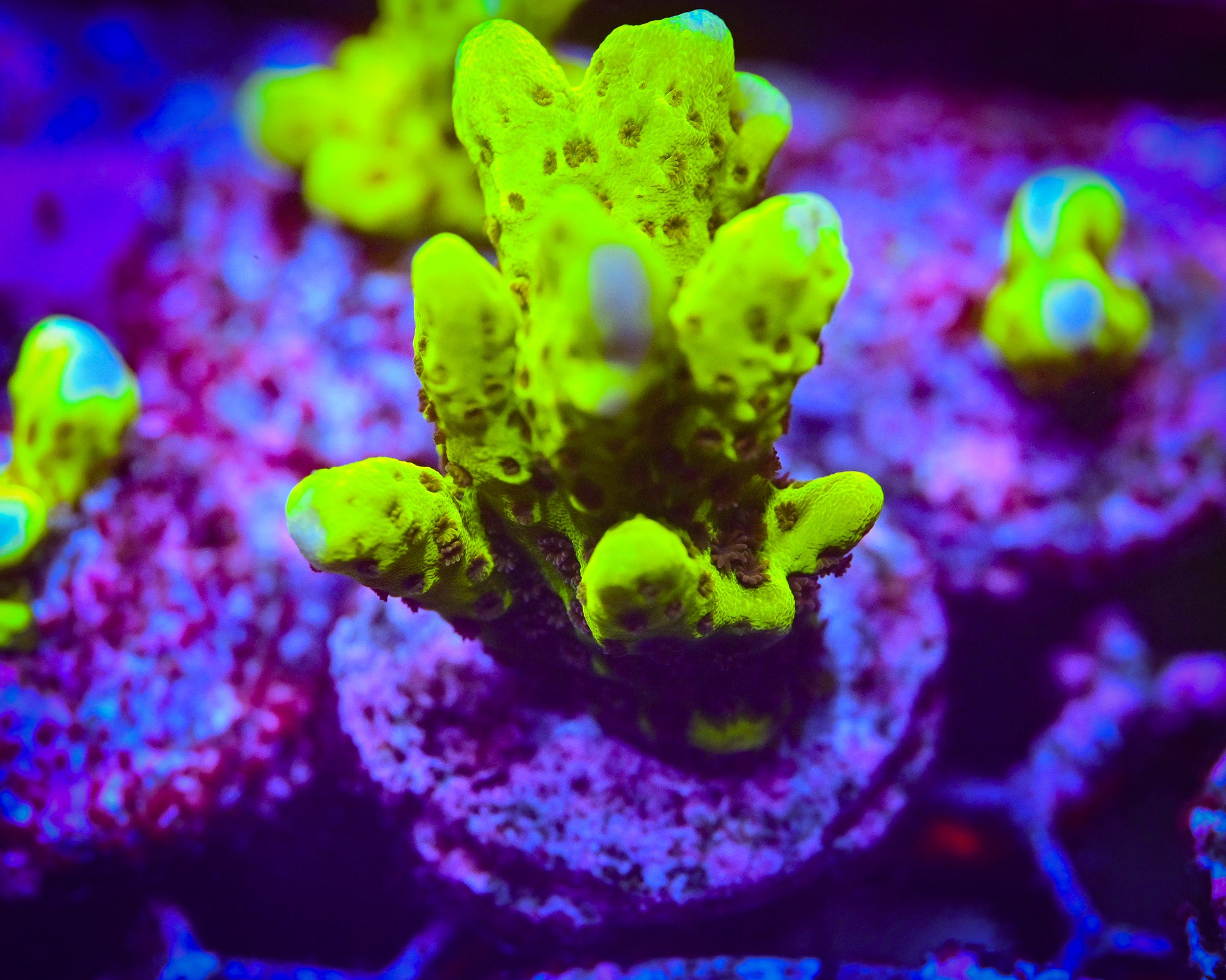 RC Highlighter Montipora Spongode