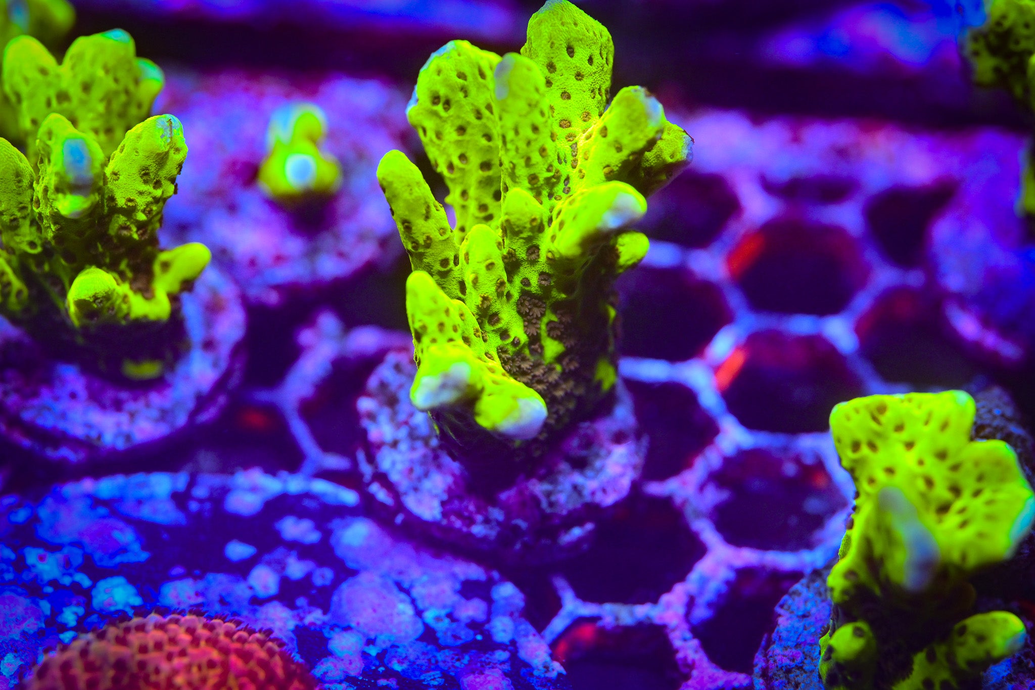 RC Highlighter Montipora Spongode