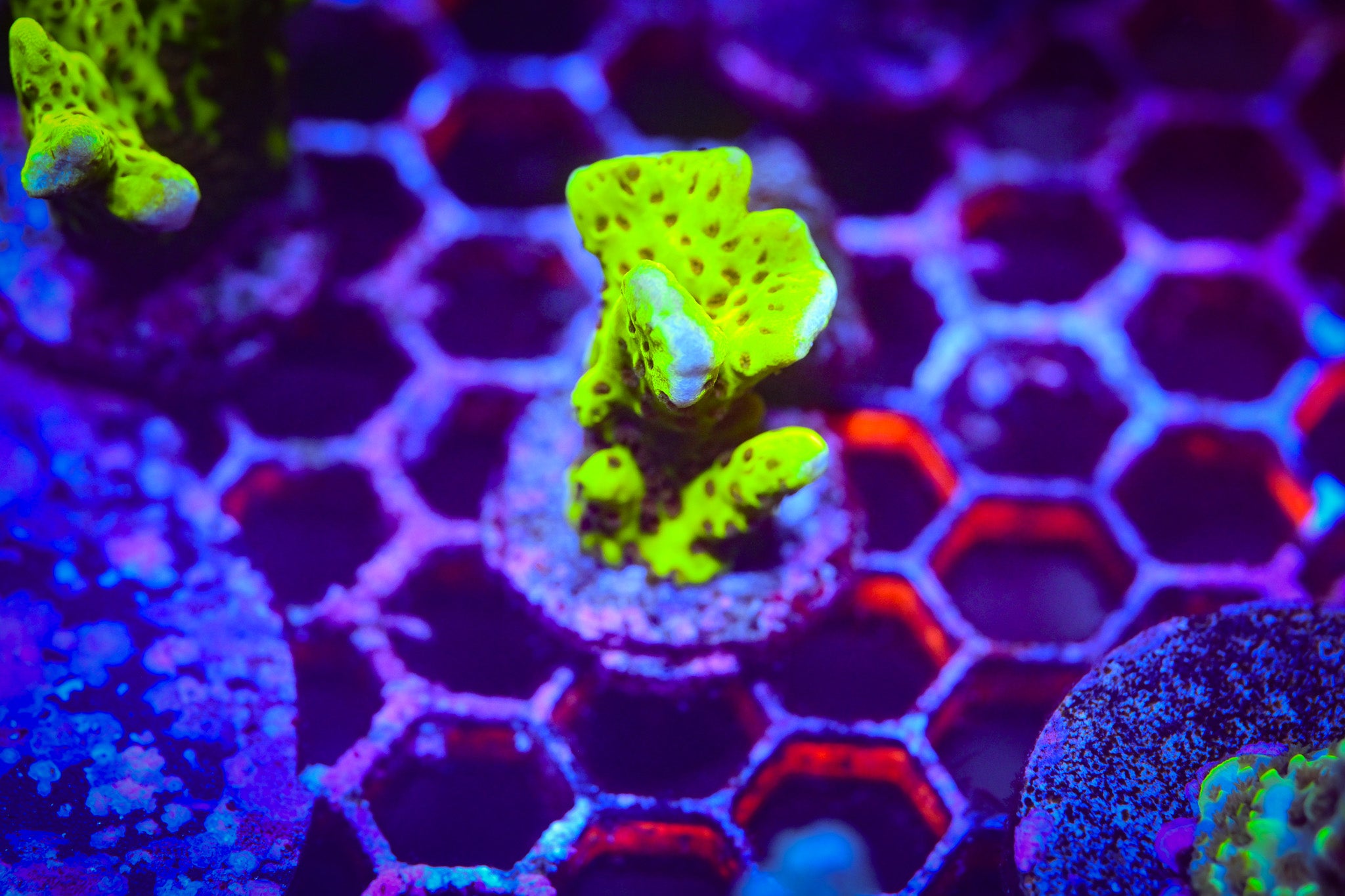 RC Highlighter Montipora Spongode