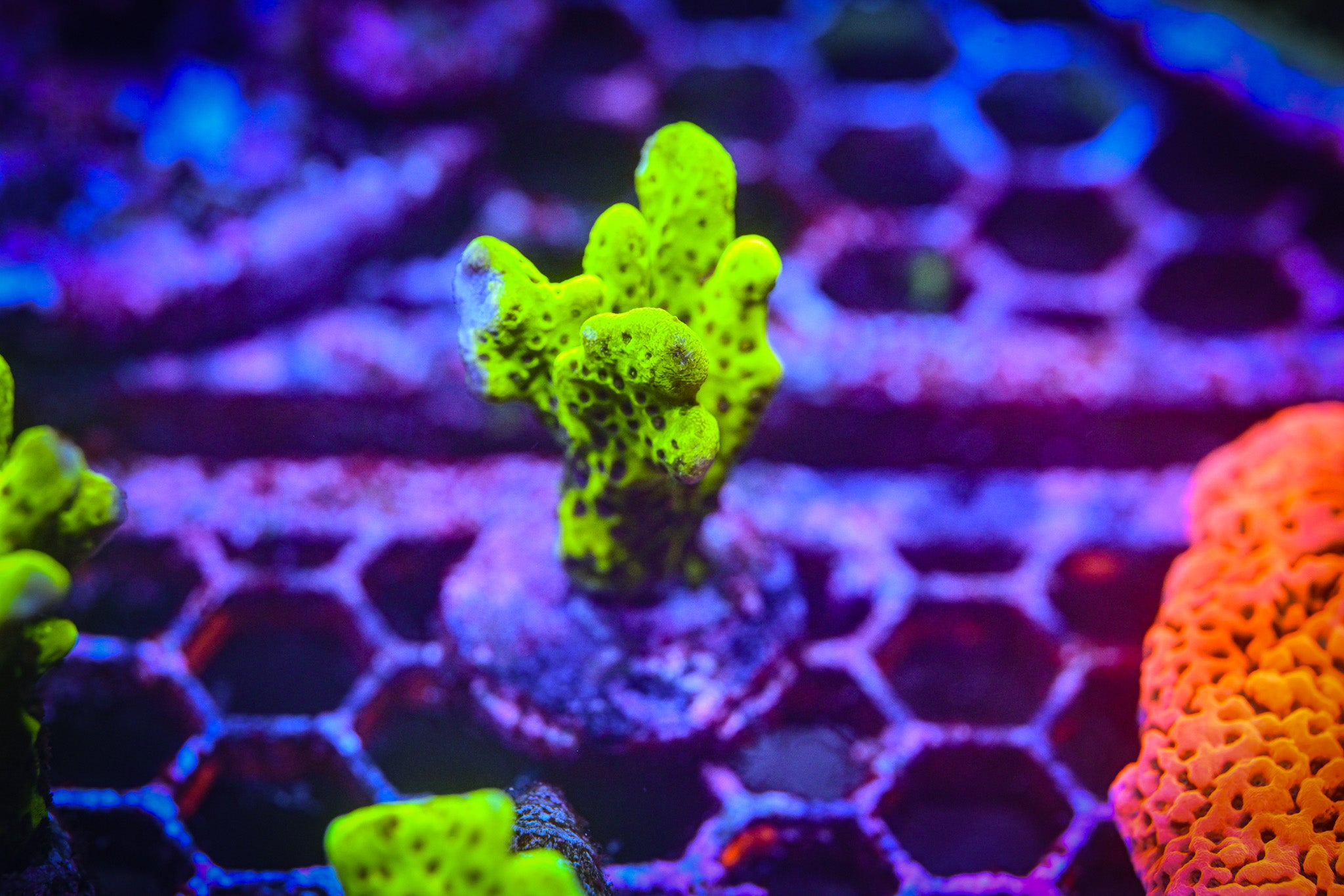 RC Highlighter Montipora Spongode