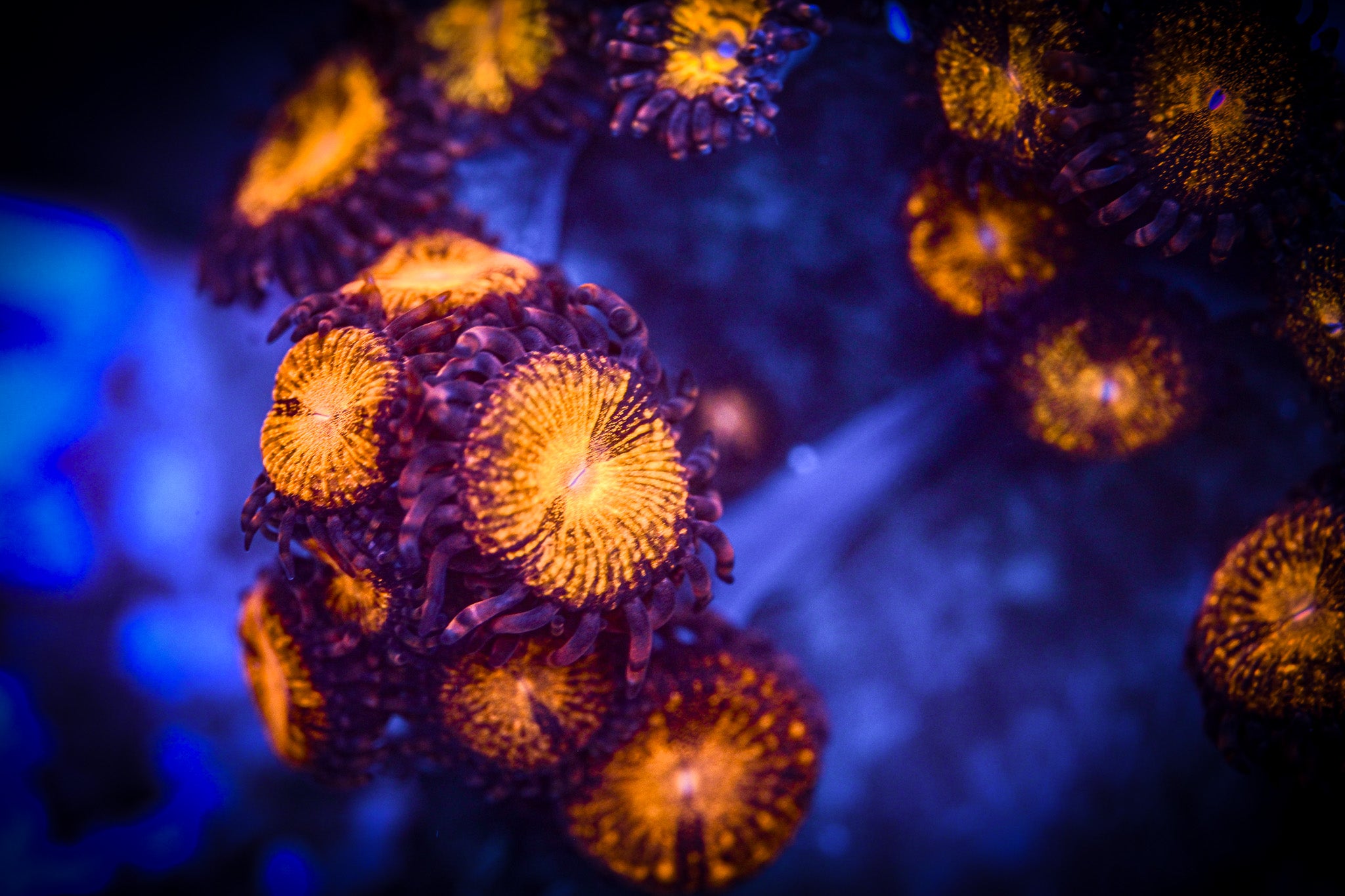 RC Pandora Zoanthid Frag