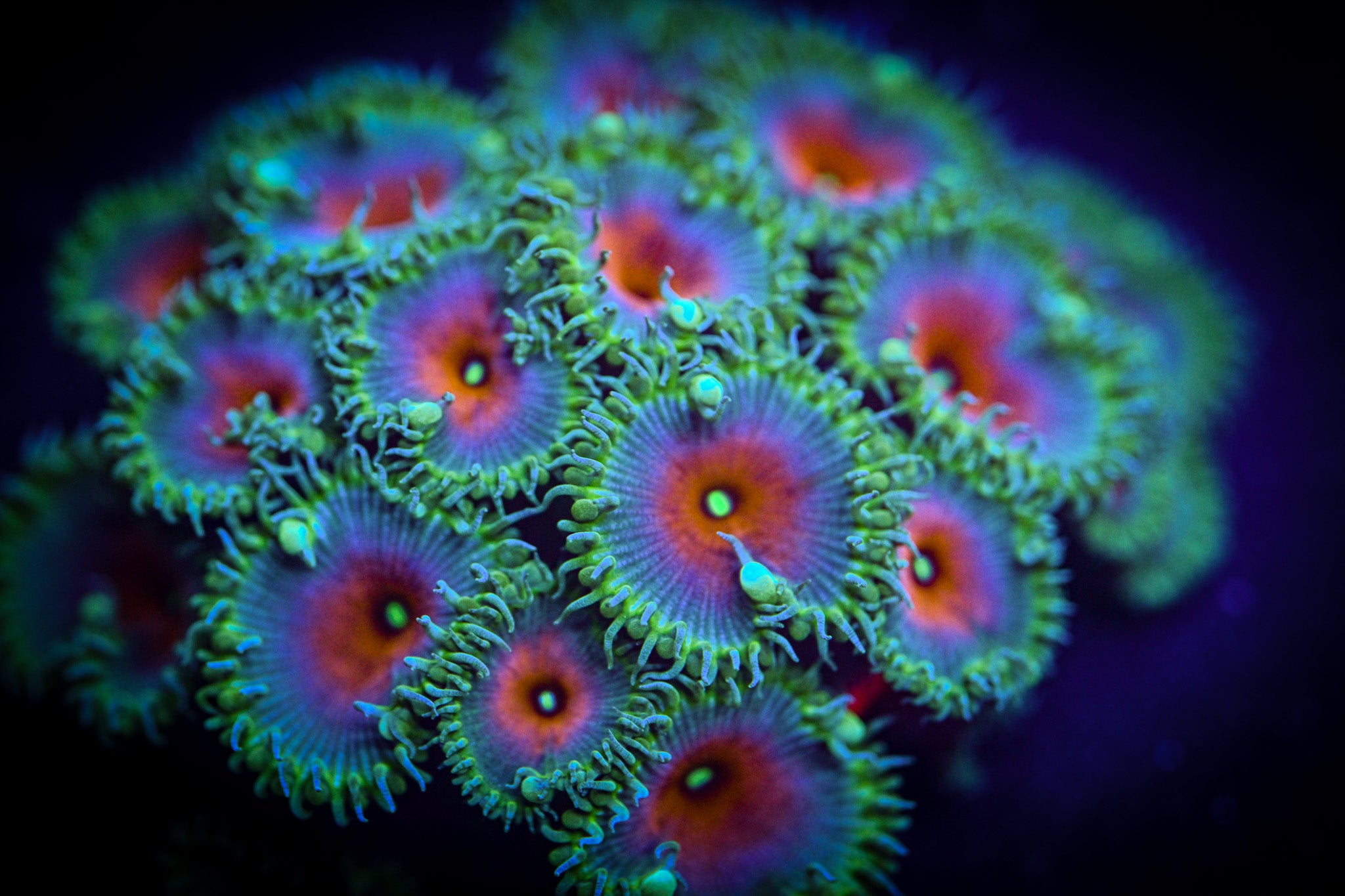 RC Captain America Zoanthid