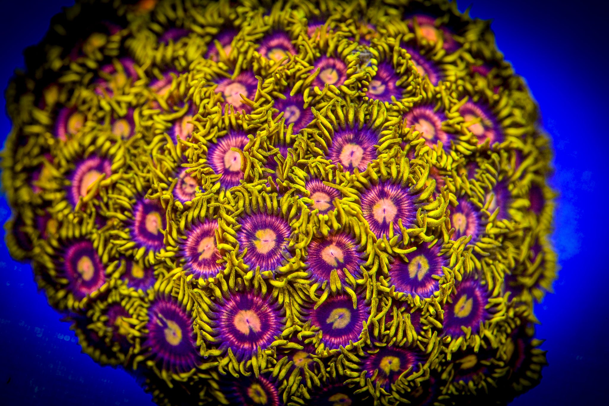 RC Mister Twister Zoanthid