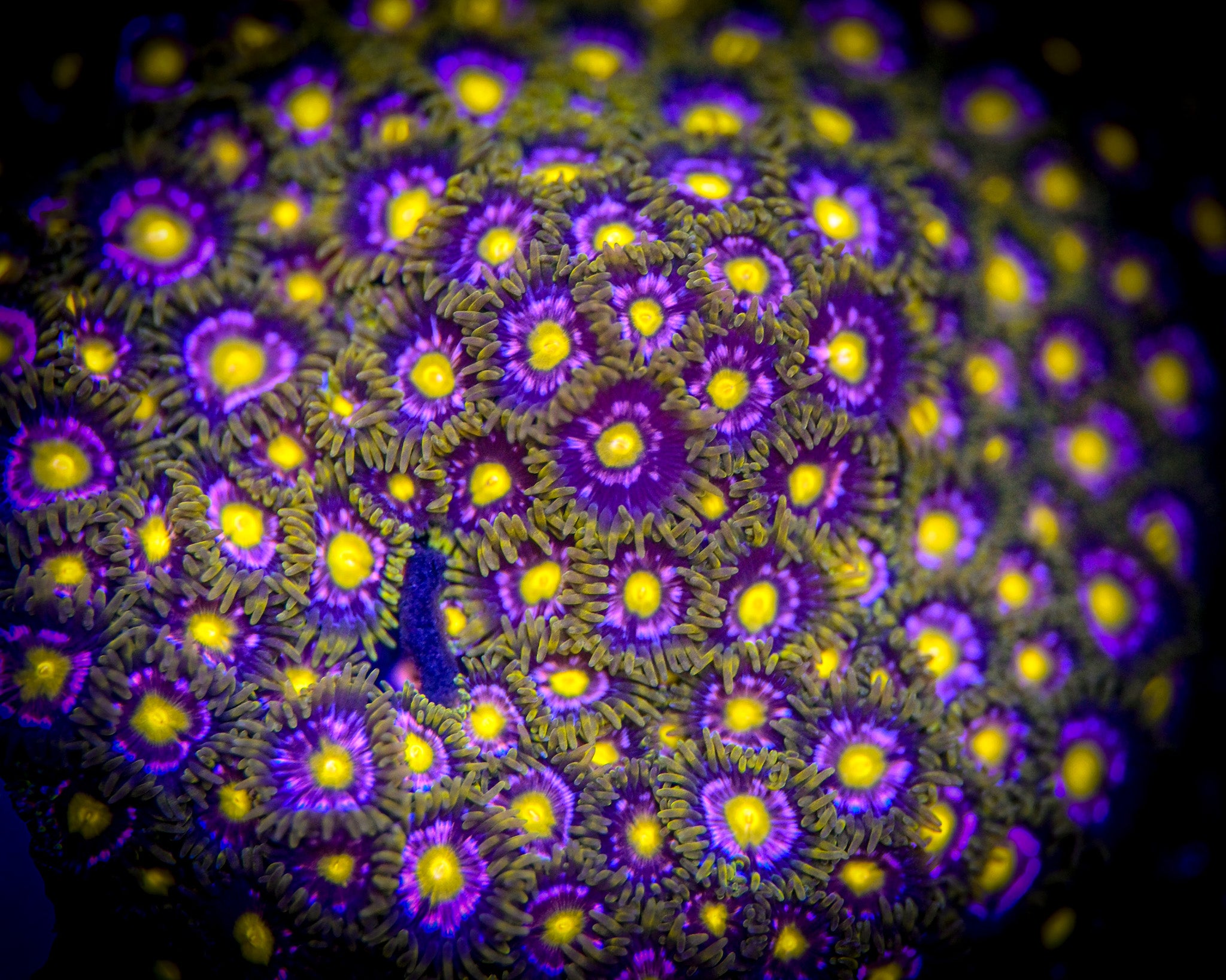 RC Anaconda Zoanthid Frag