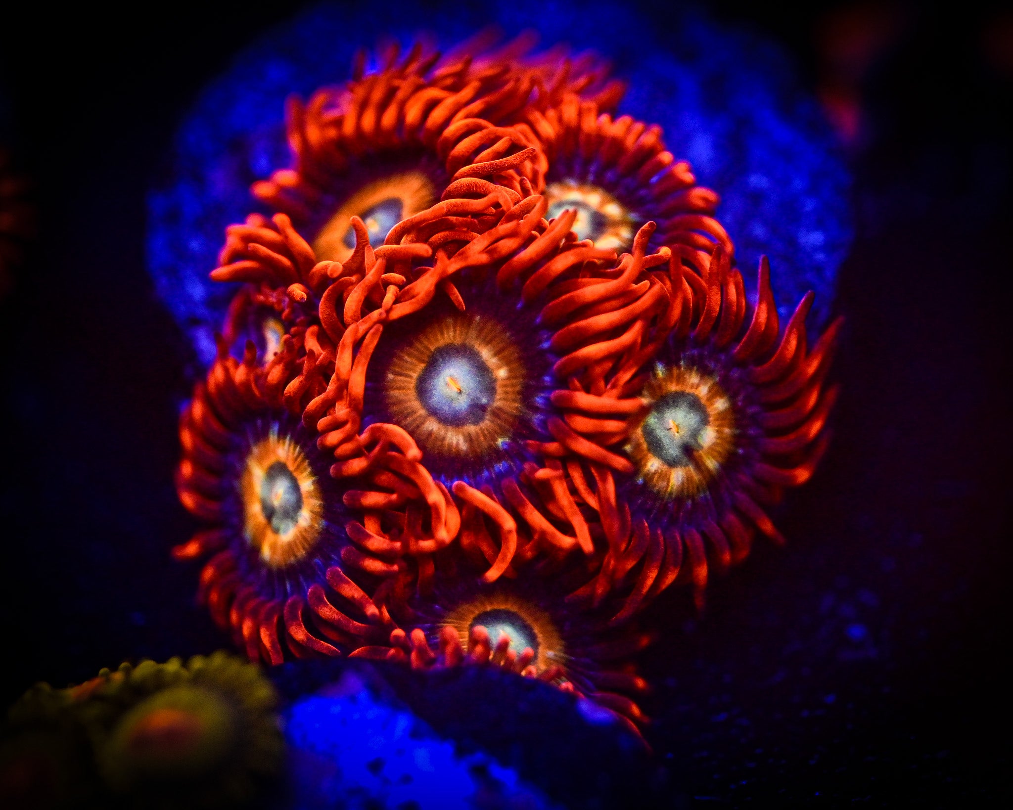 ECC Shatterfield Zoanthids