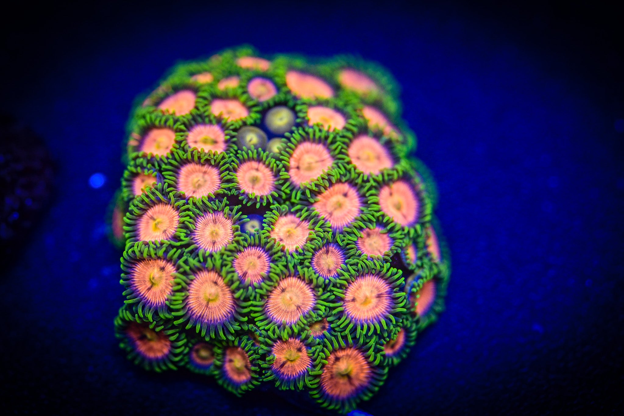 RC Laser Lemons Zoanthid