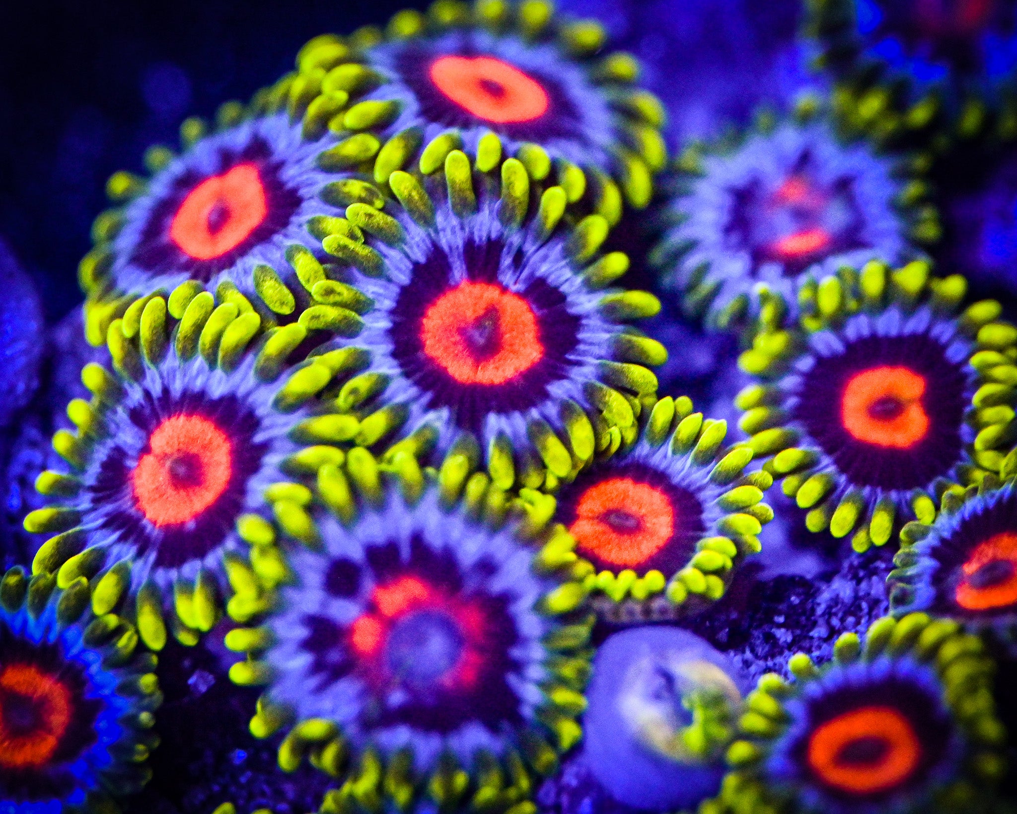 RC Gumball Zoanthid Frag