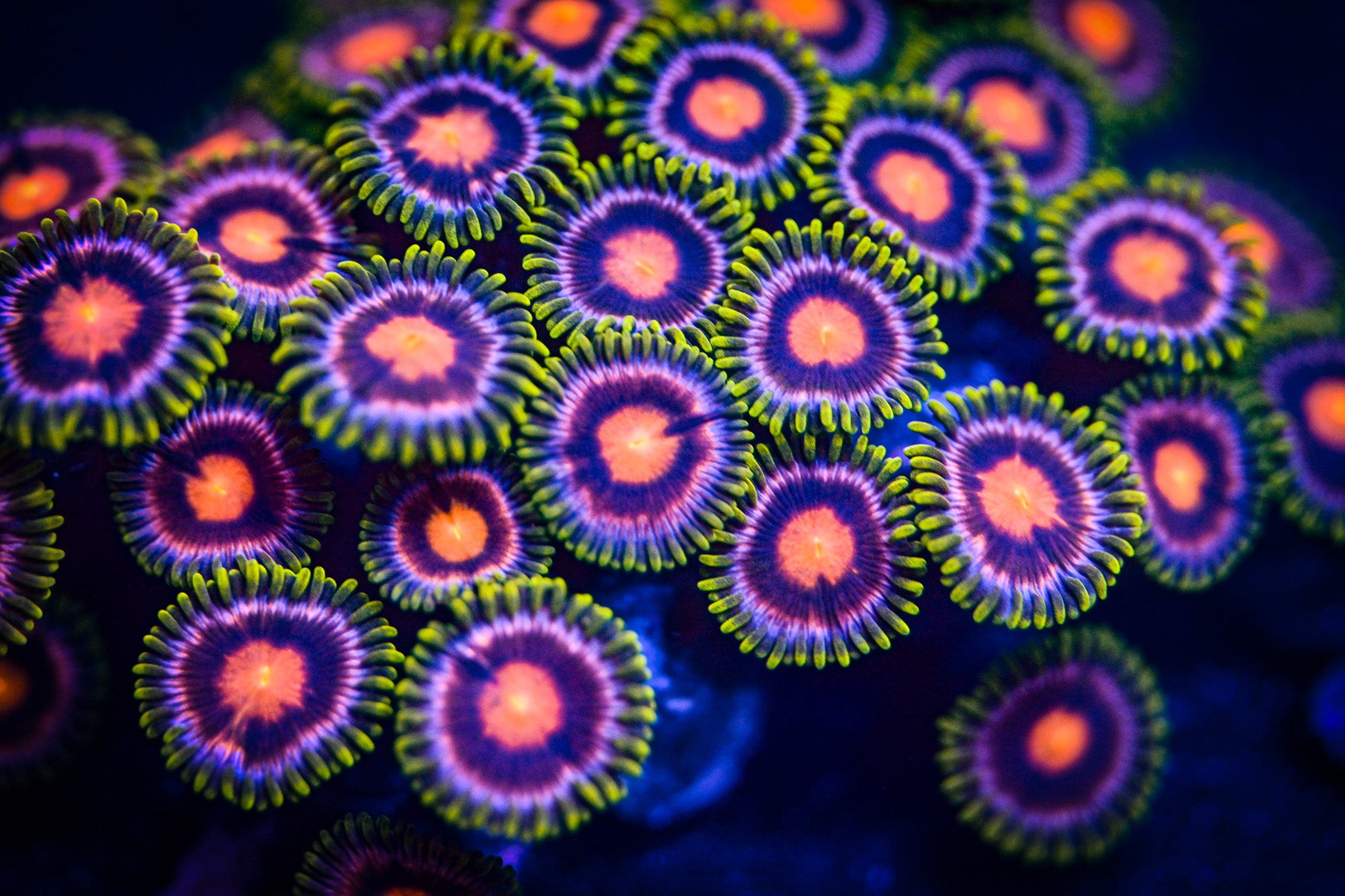 RC Purple Sunflower Zoanthid Frag