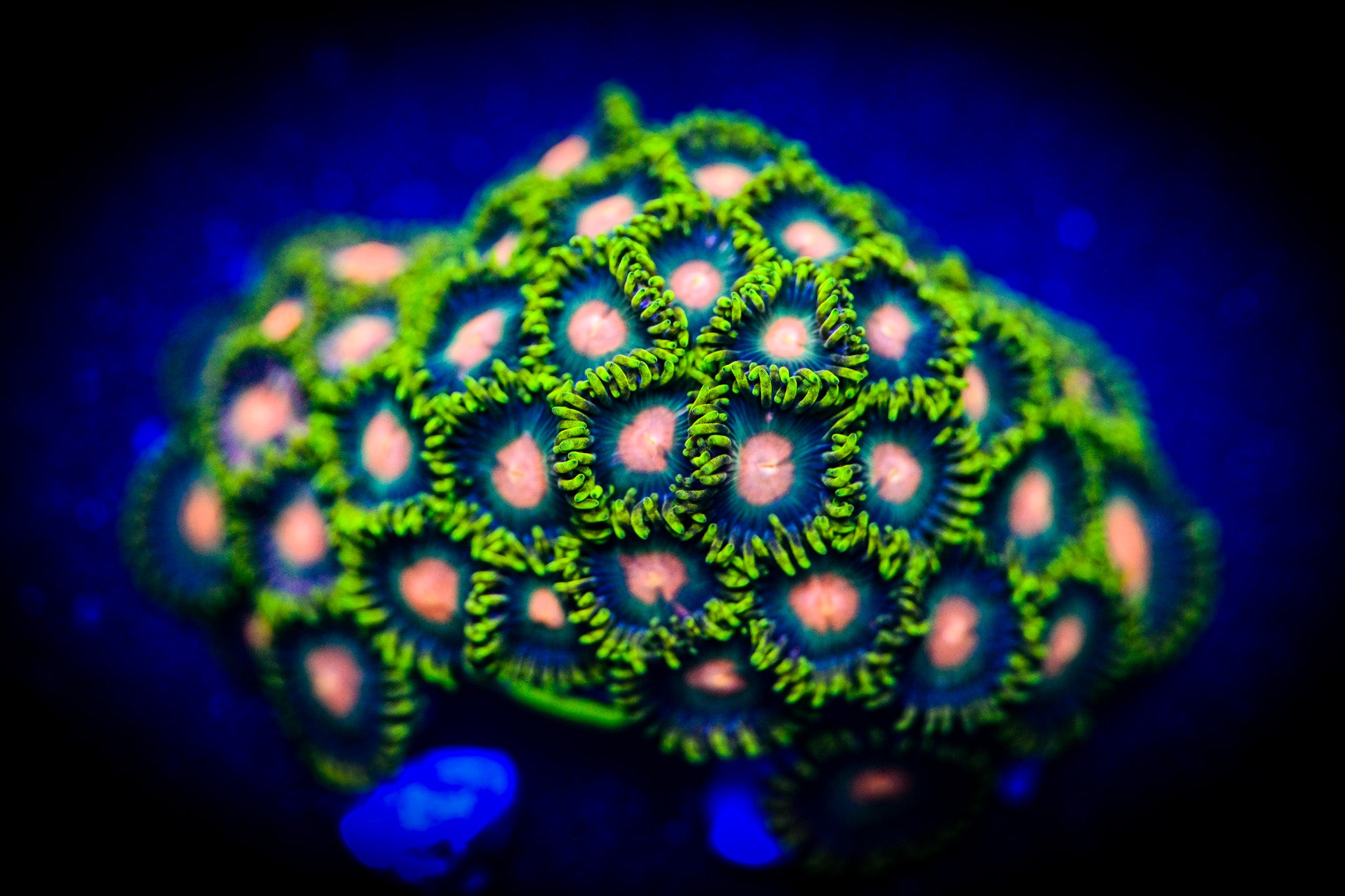 RC Green Bay Zoanthid Frag