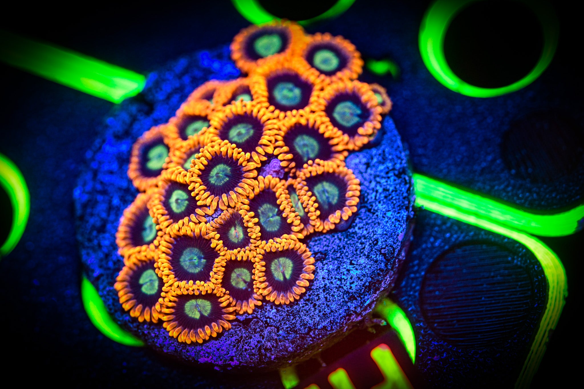 RC Fruity Pebbles Zoanthid Frag