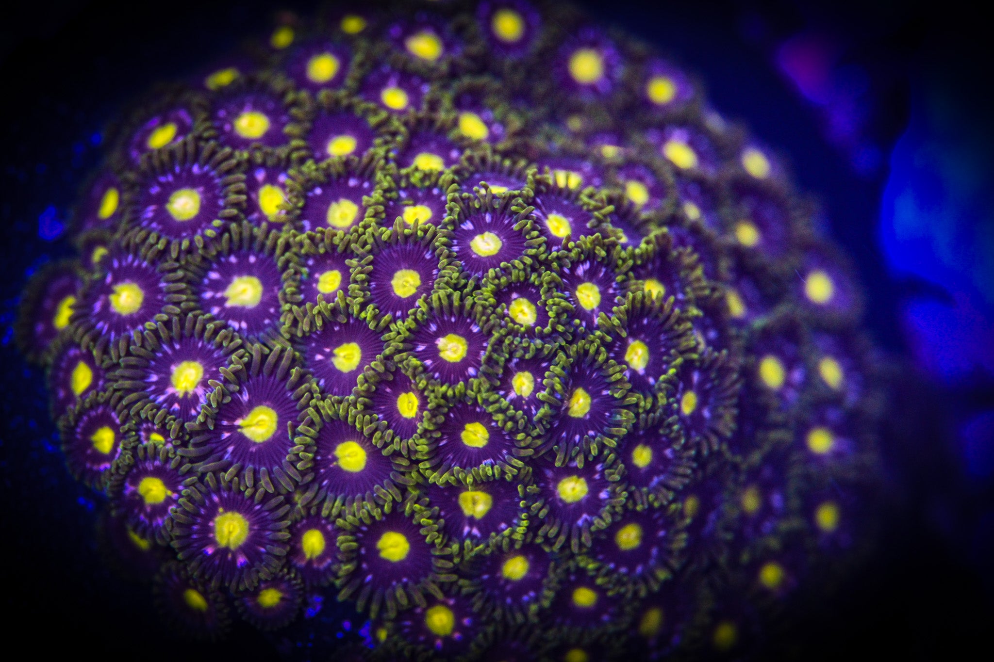 RC Antimatter Zoanthid Frag