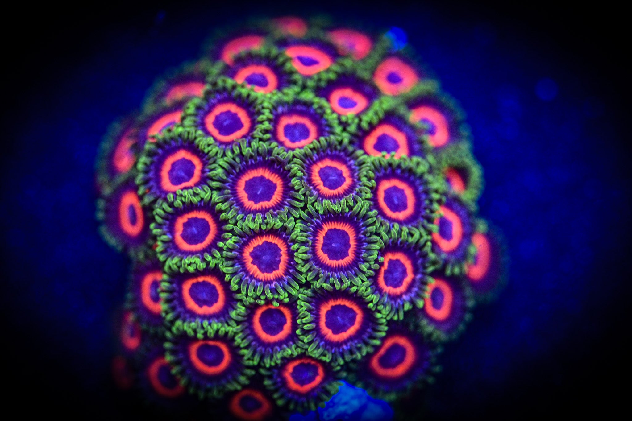 RC Watermelon Zoanthids