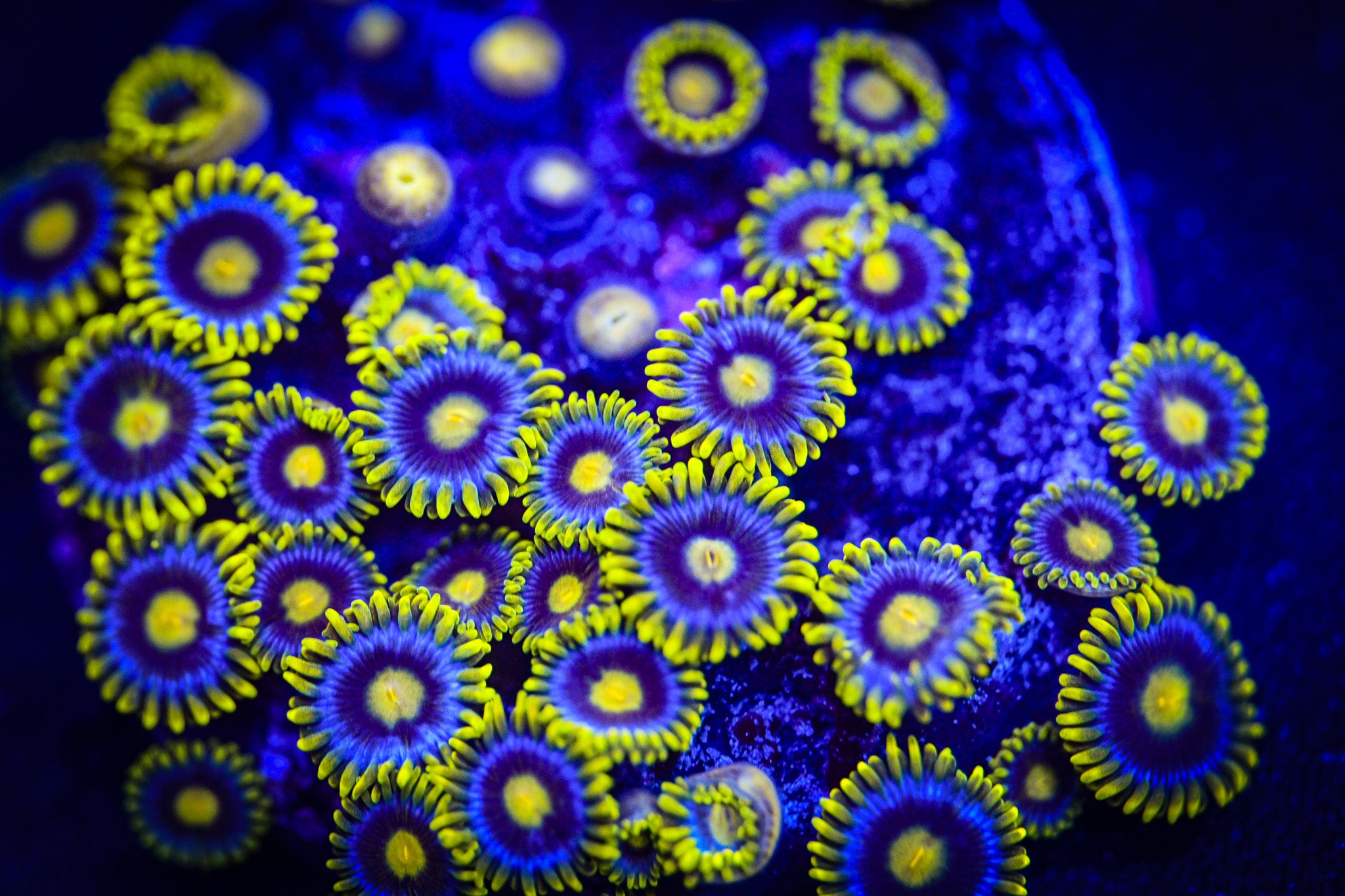 RC Corona Zoanthid Frag