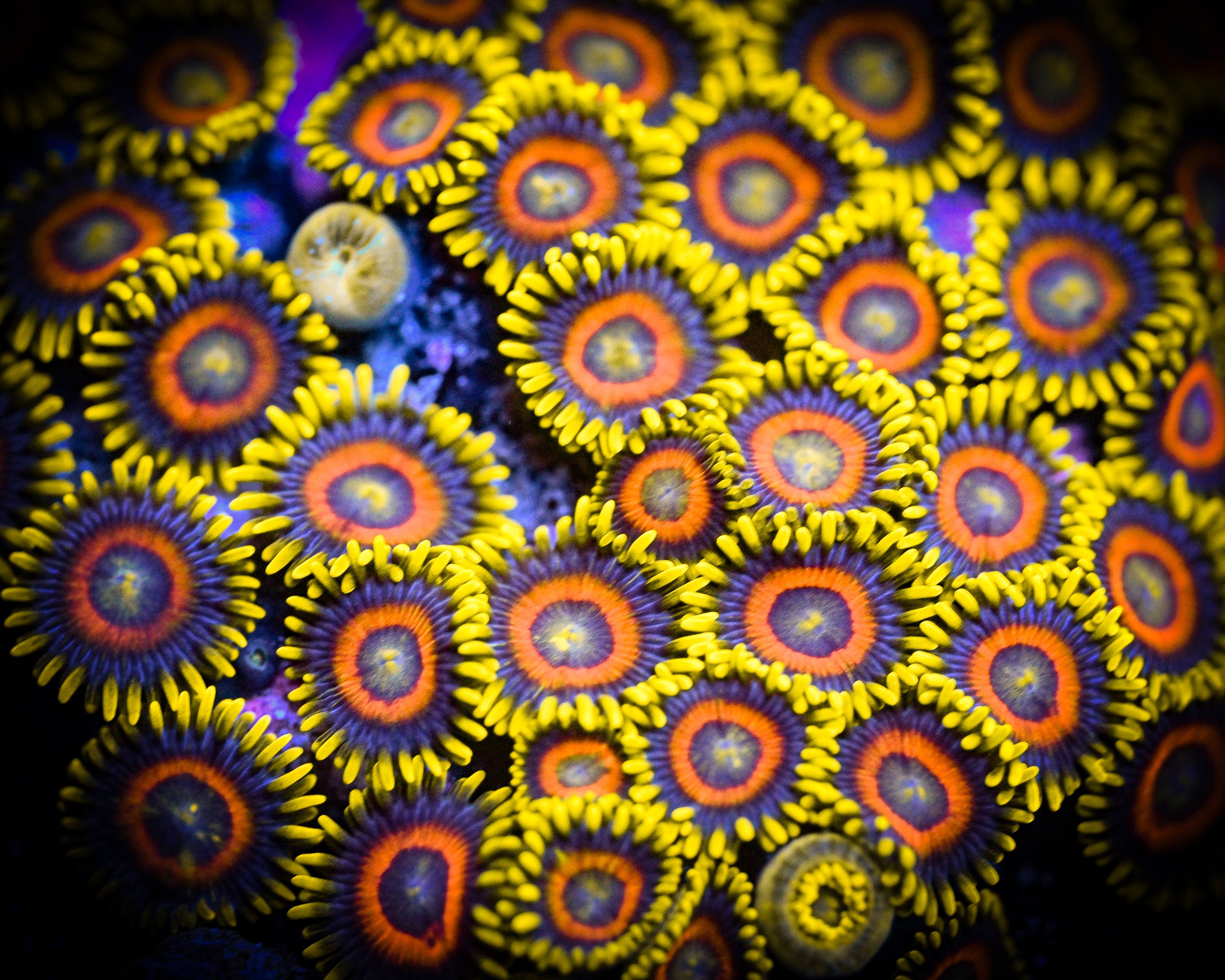 RC Super Sayan Zoanthid Frag