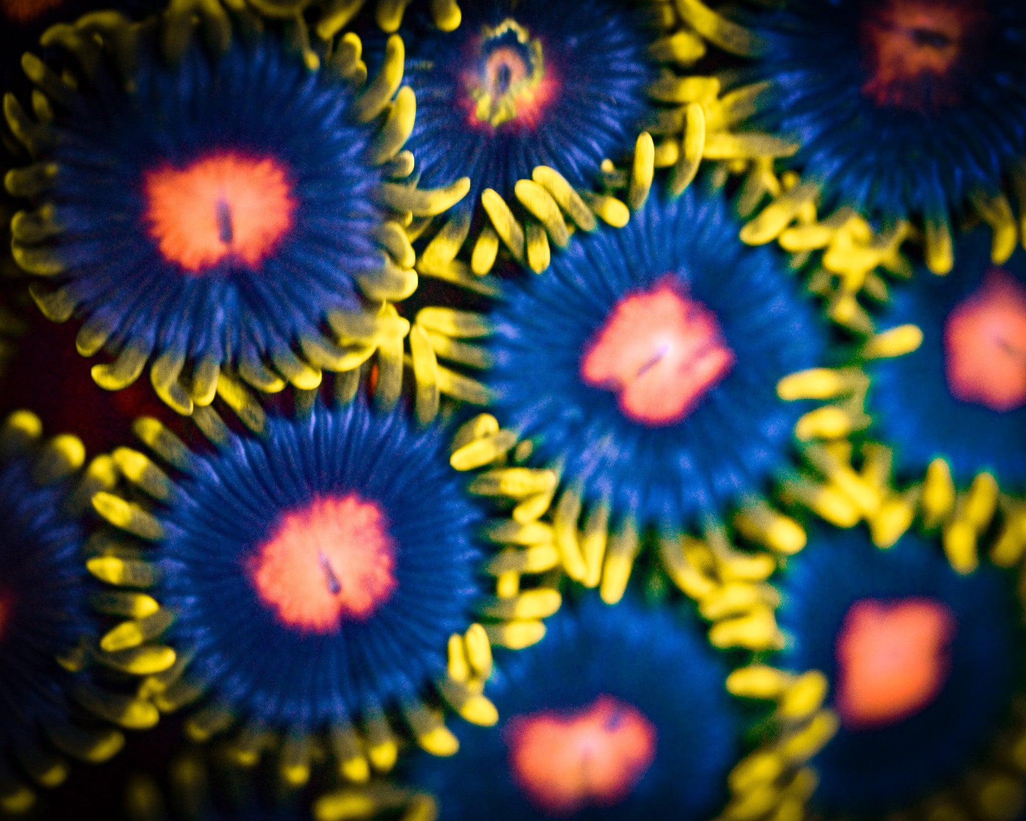 RC Blow Pop Zoanthids