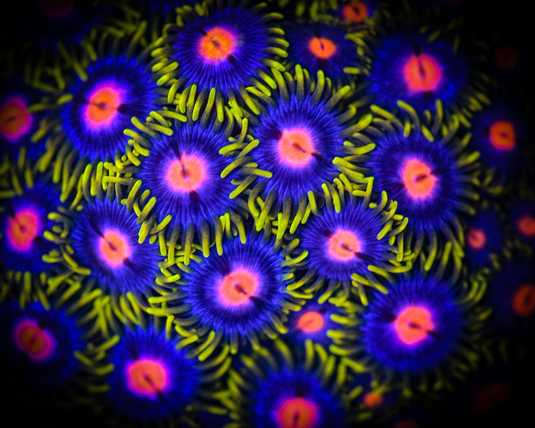 RC Princess Peach Zoanthids