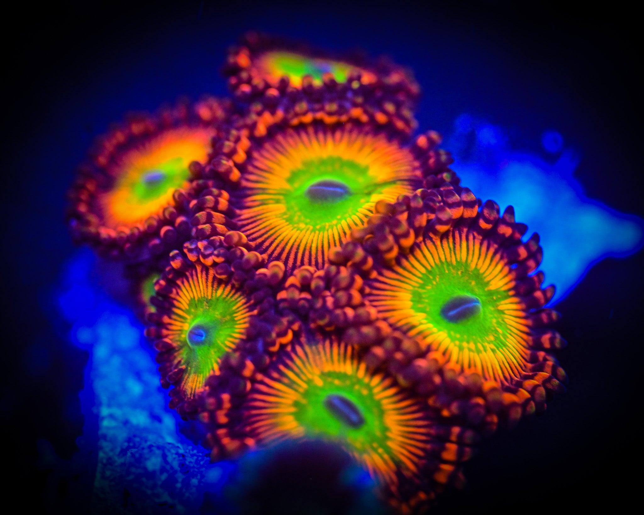 Reef Chasers | Buy Corals Online | RC Bowser Zoanthids for Sale