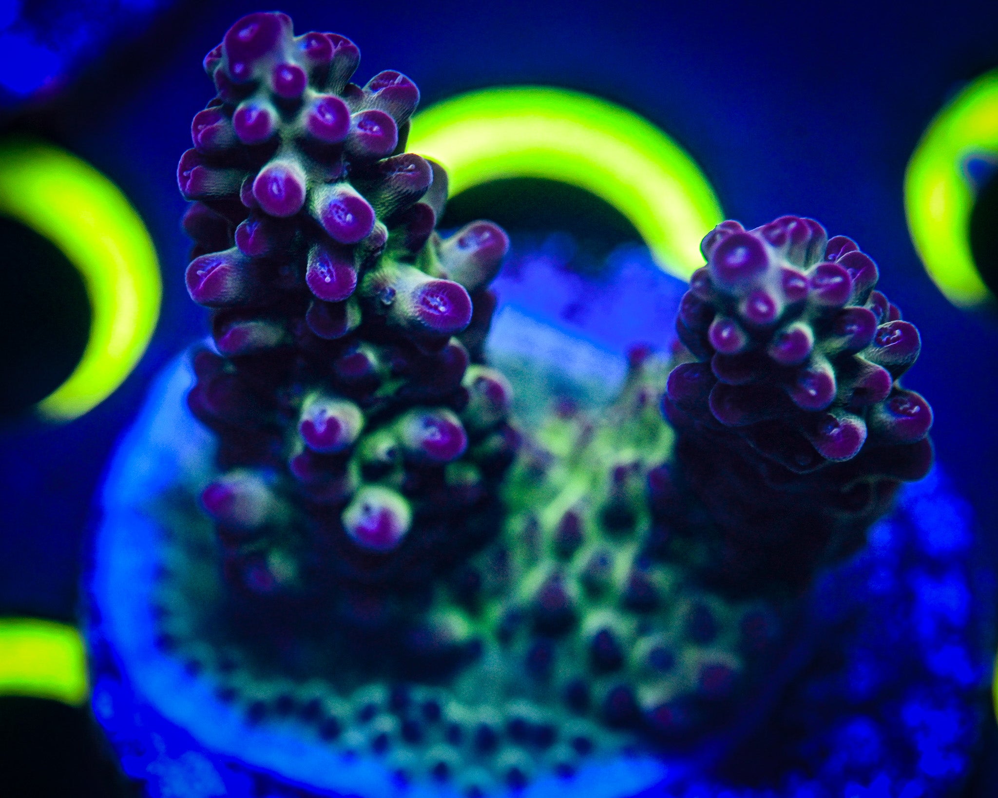 Acropora Frag WYSIWYG