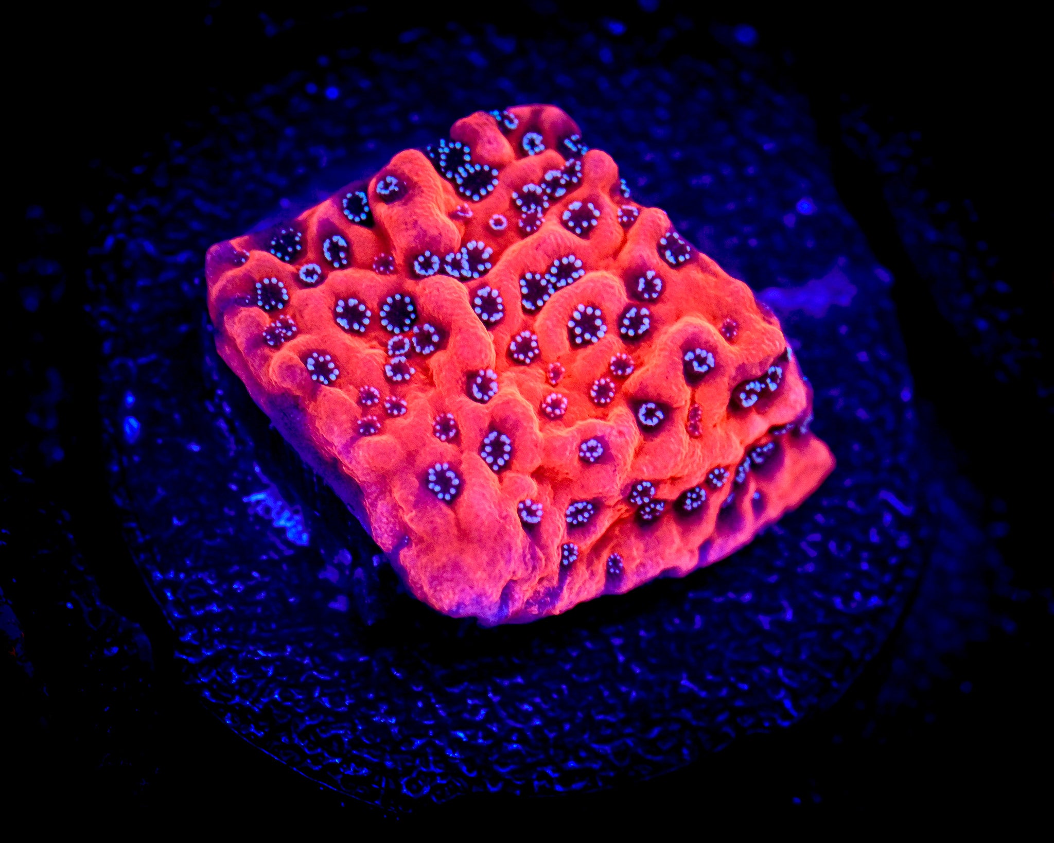 JF Silver Bullet Montipora Frag