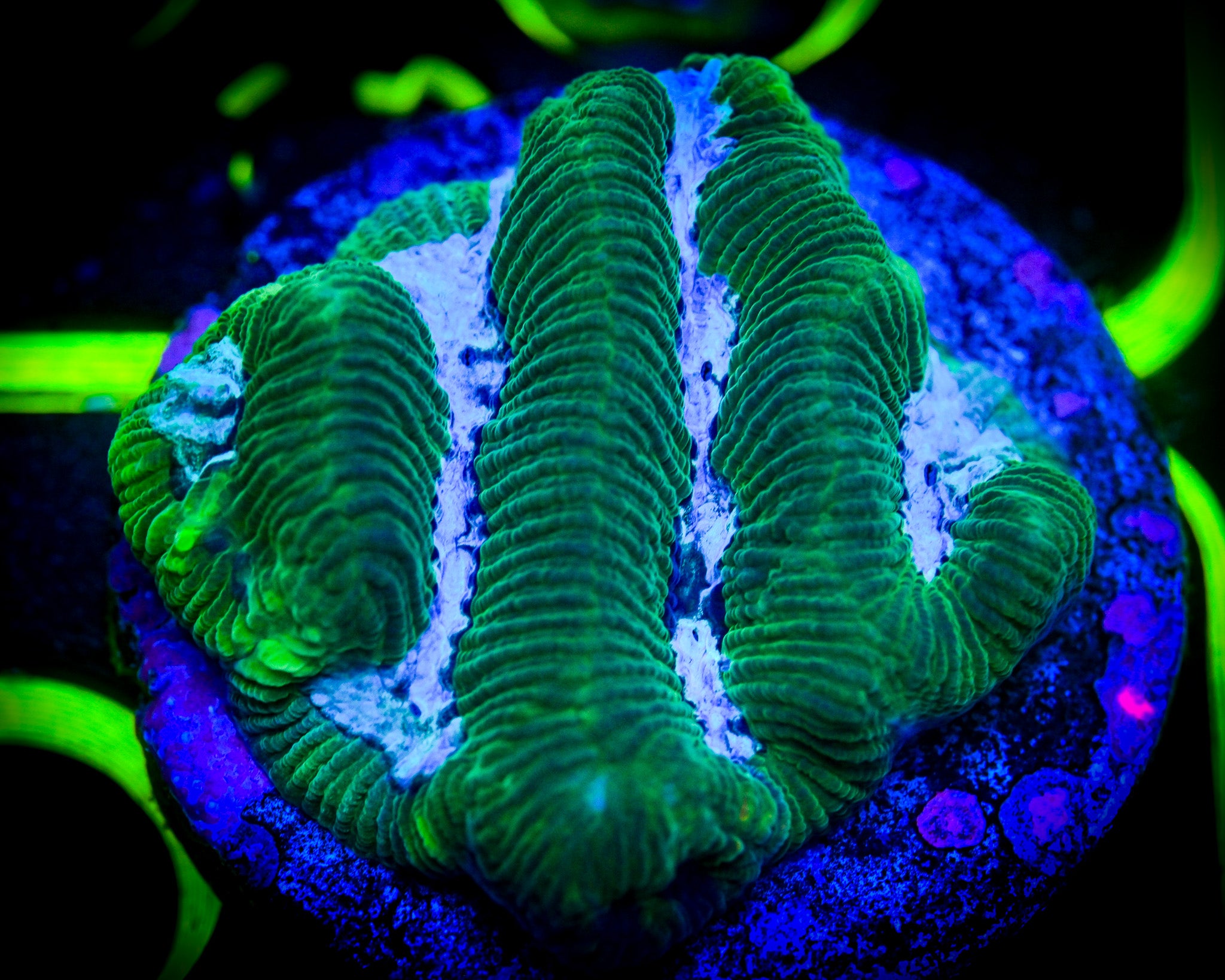 Blue Green Paragoniastrea WYSIWYG