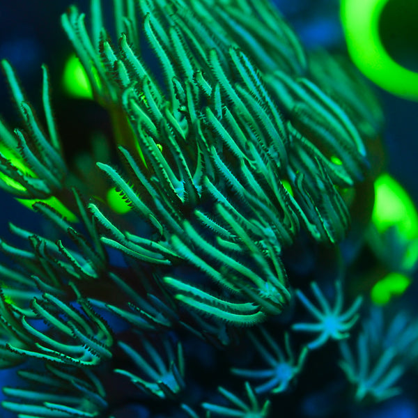 Reef Chasers | Buy Corals Online | Shock Therapy Star Polyp Frag