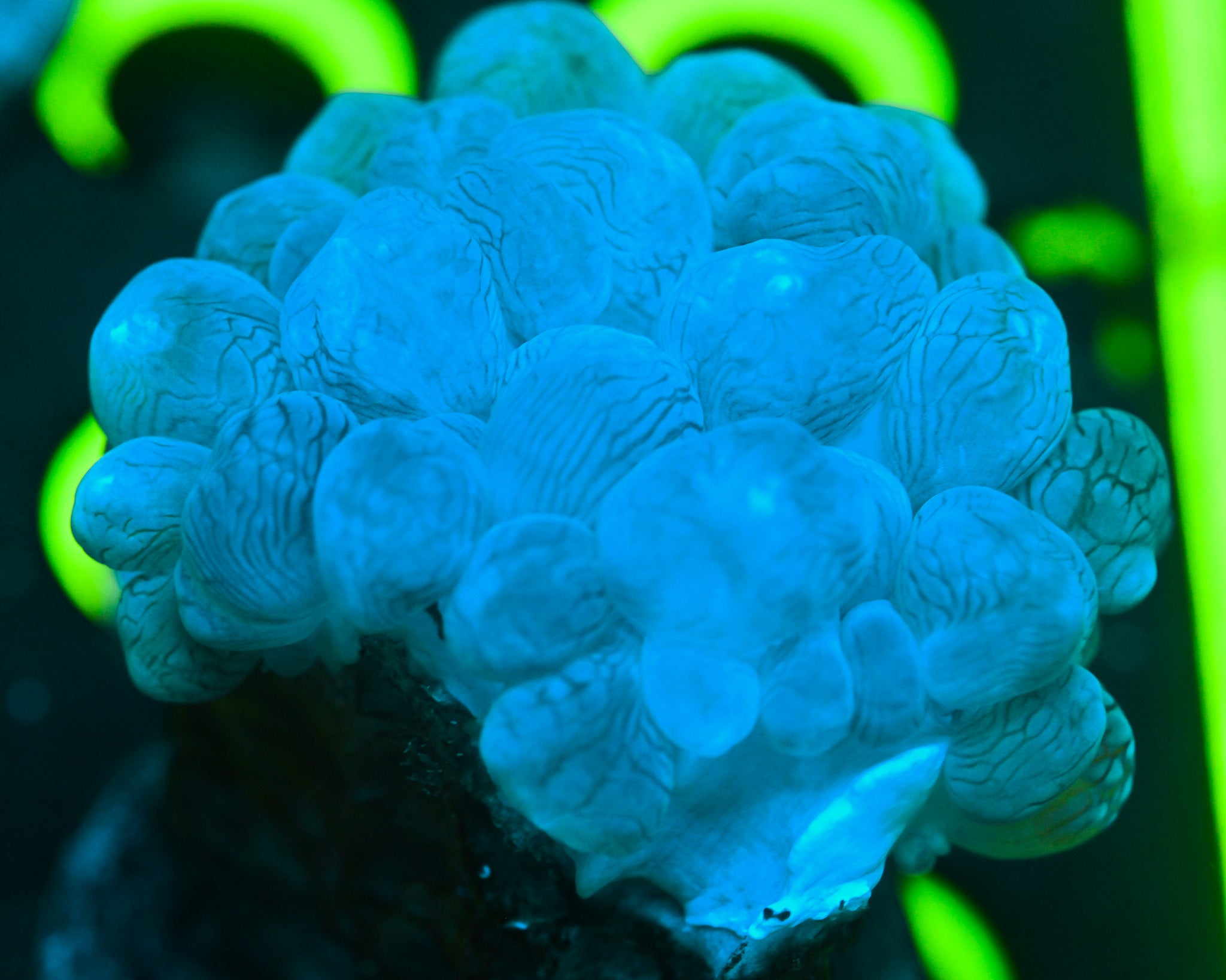 White Pearl Bubble Coral WYSIWYG